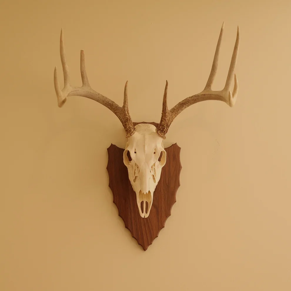 European Arrowhead Wall Mount walnut.webp