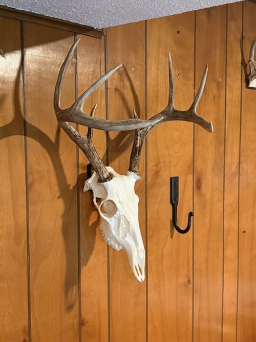 Colton Pratt Buck.jpeg