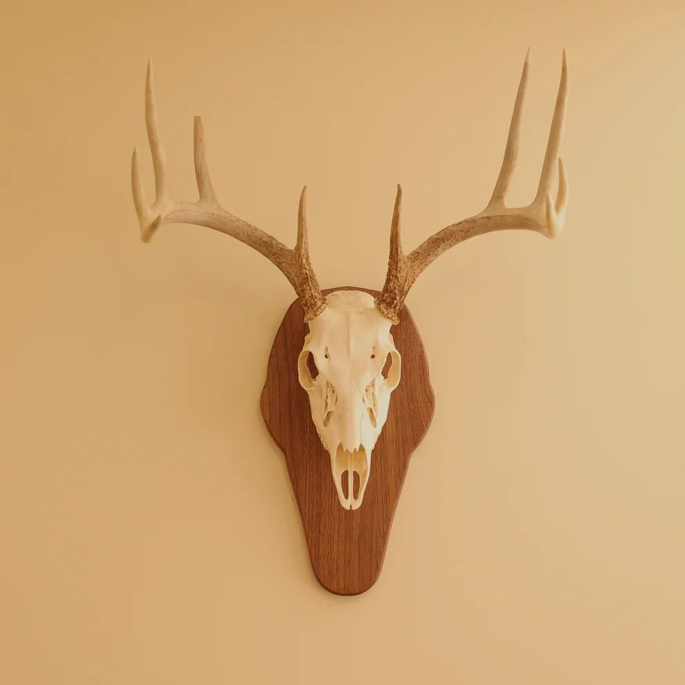 European Standard Wall Mount walnut.webp