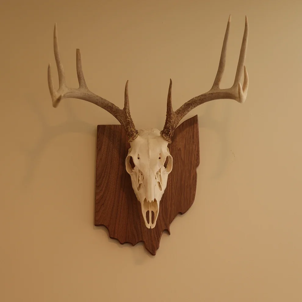 Walnut European State Mount Plaque.webp