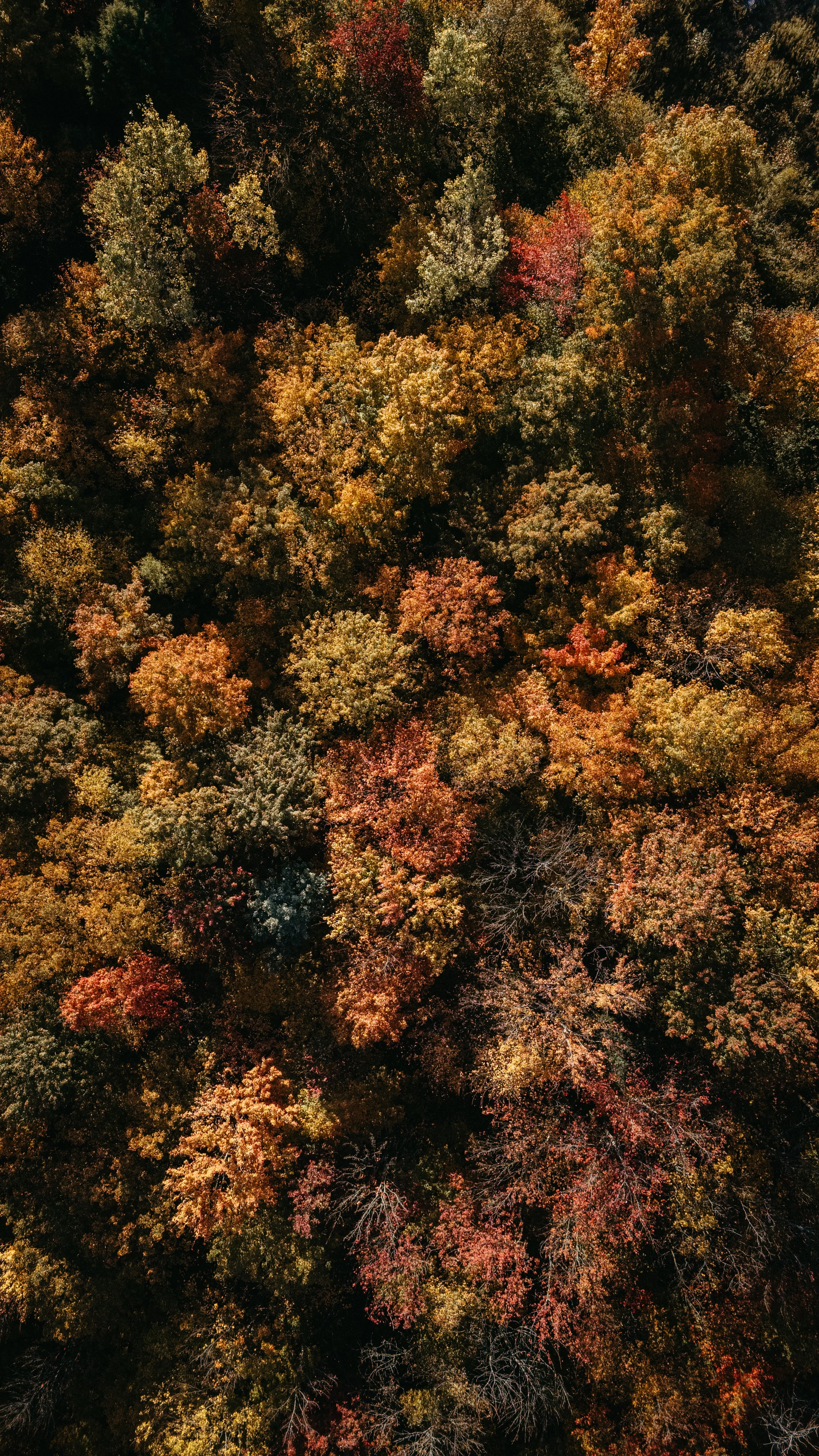 An aerial view of a dense forest with trees showing vibrant fall foliage in shades of green, yellow, orange, and red.