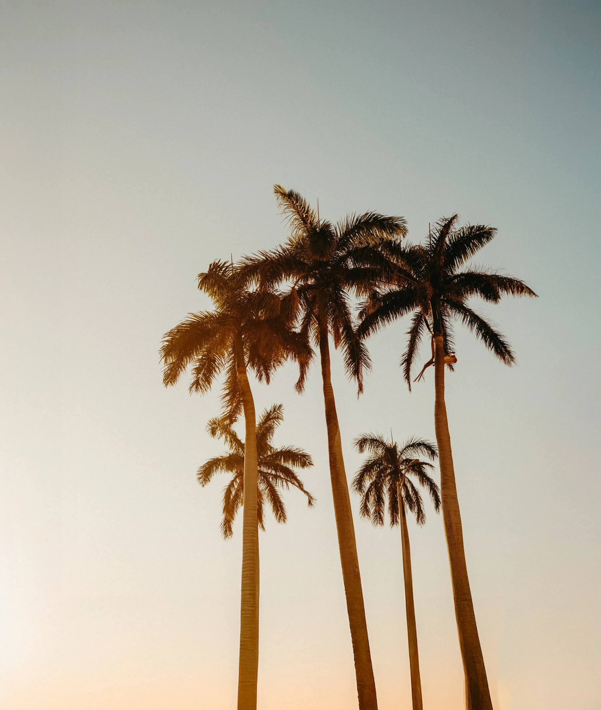 Several tall palm trees against a clear twilight sky.
