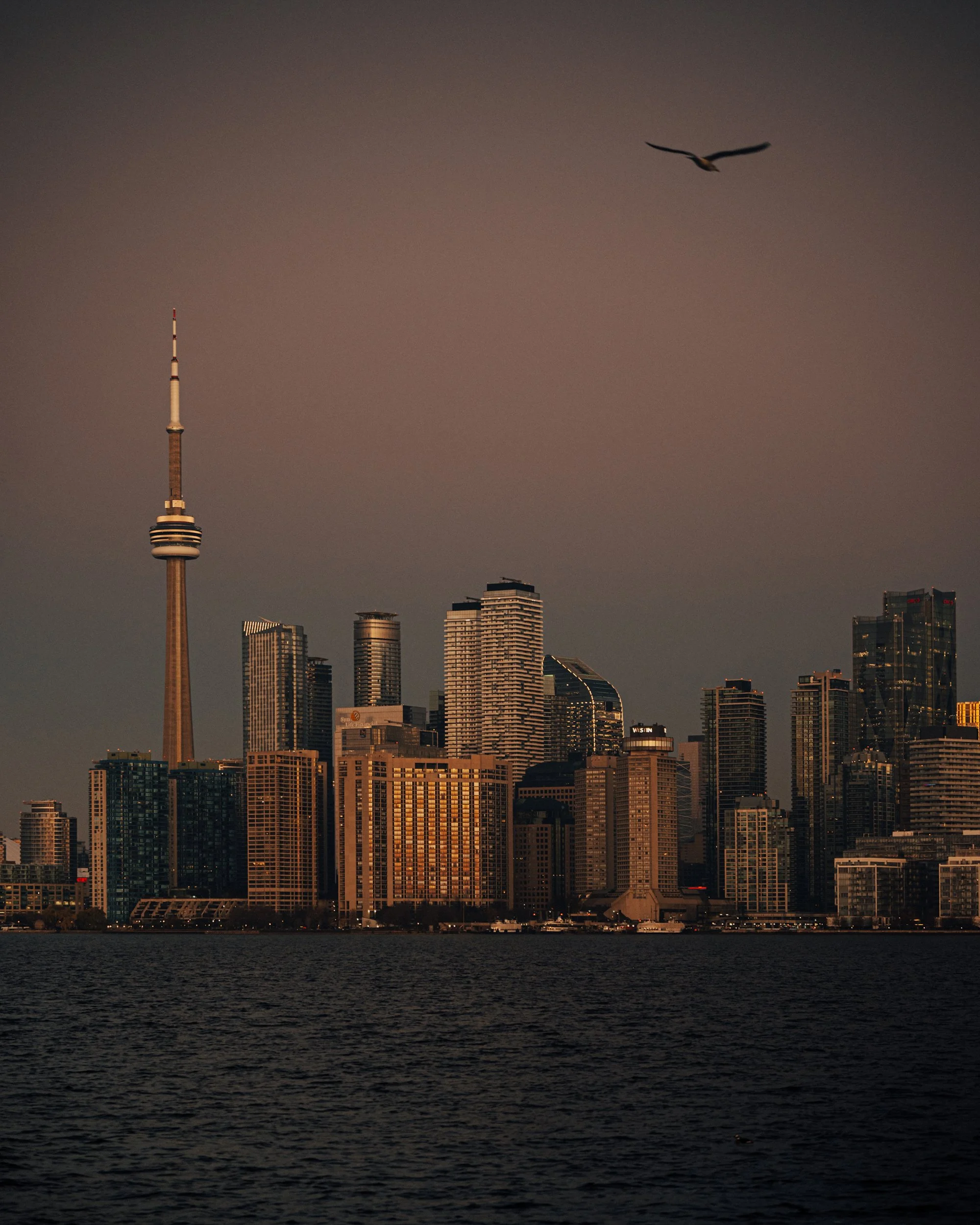 City skyline at dusk with tall buildings and a tower with an antenna, and a bird flying in the darkening sky above.