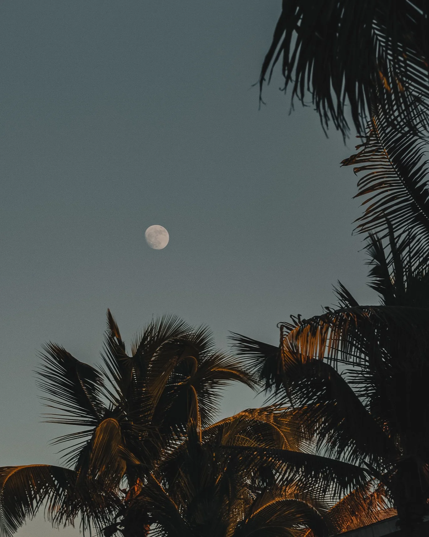 The image shows the moon in the sky above palm tree silhouettes at dusk or dawn.