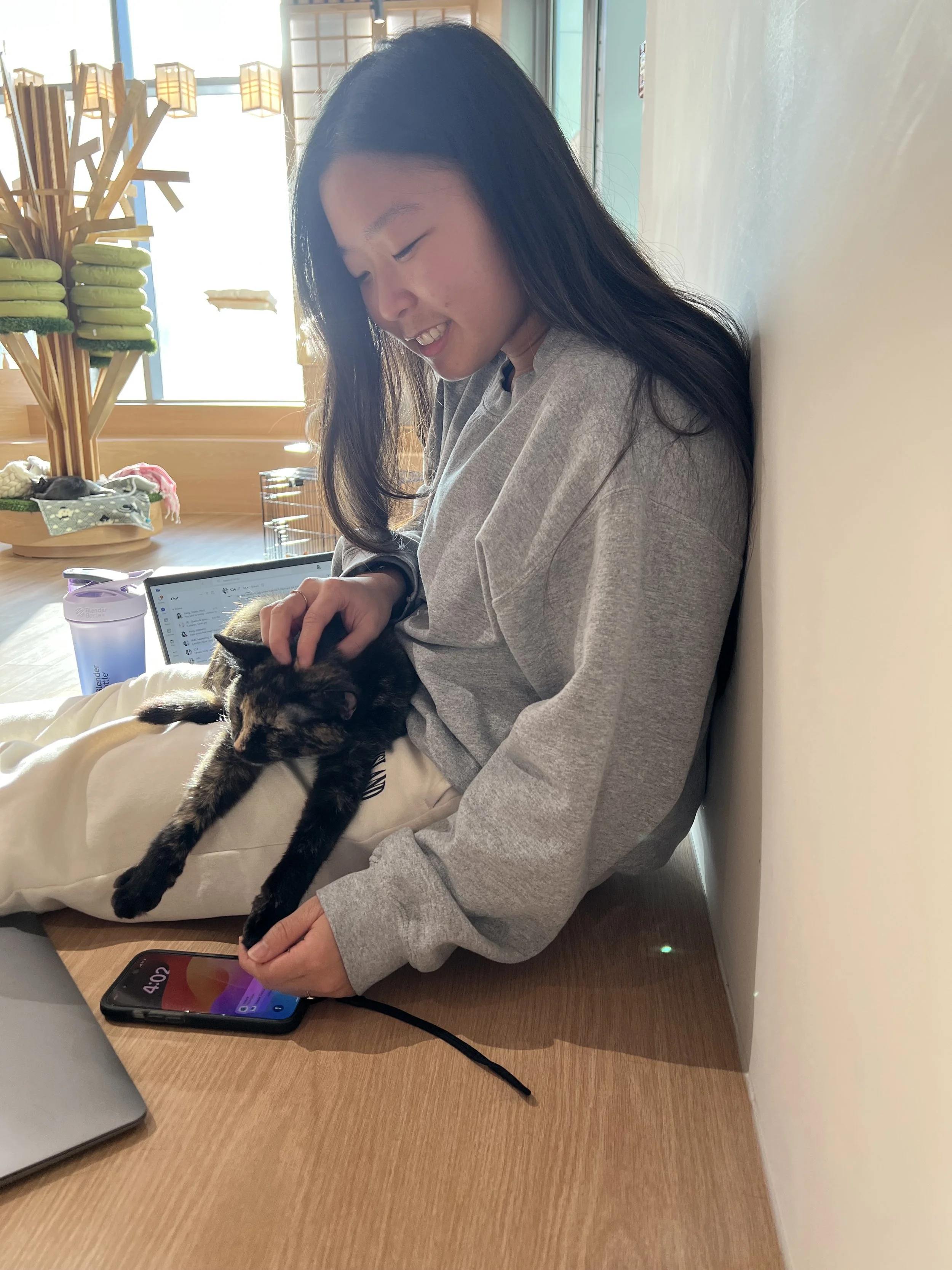 Guest bonding with rescue cats at Kokoro Cat Cafe in Queens NYC