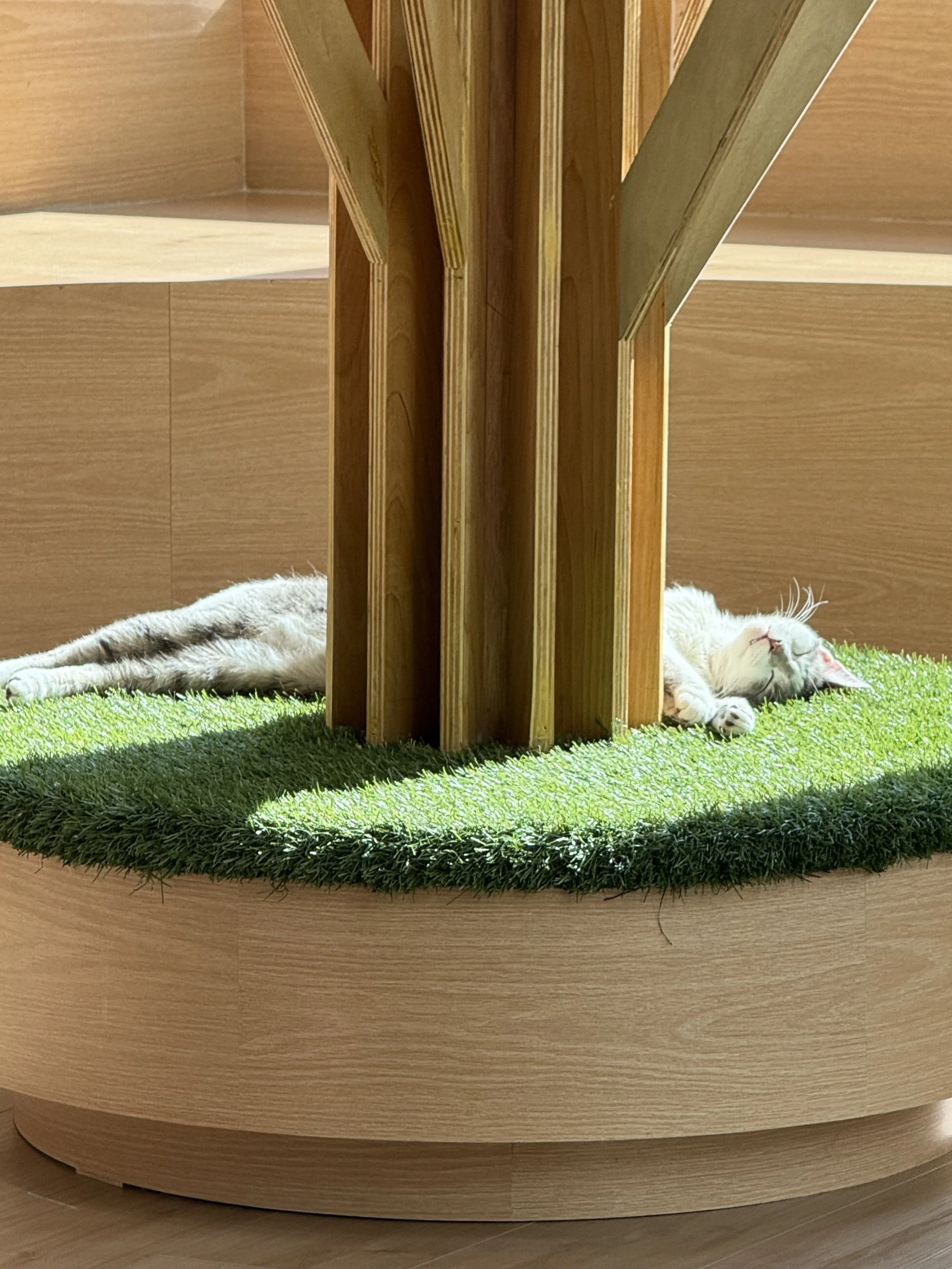 Relaxing interior of Kokoro Cat Cafe in Flushing Queens with rescue cats