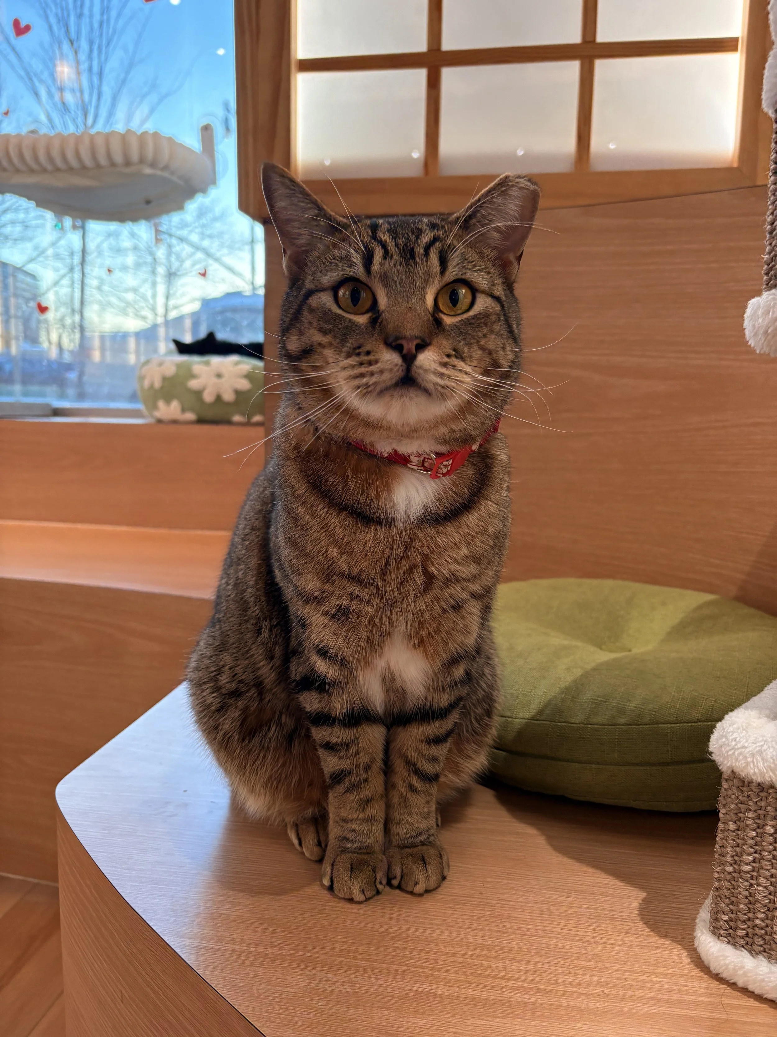 Cat Café vs. Traditional Adoption: Which Is Right for You?