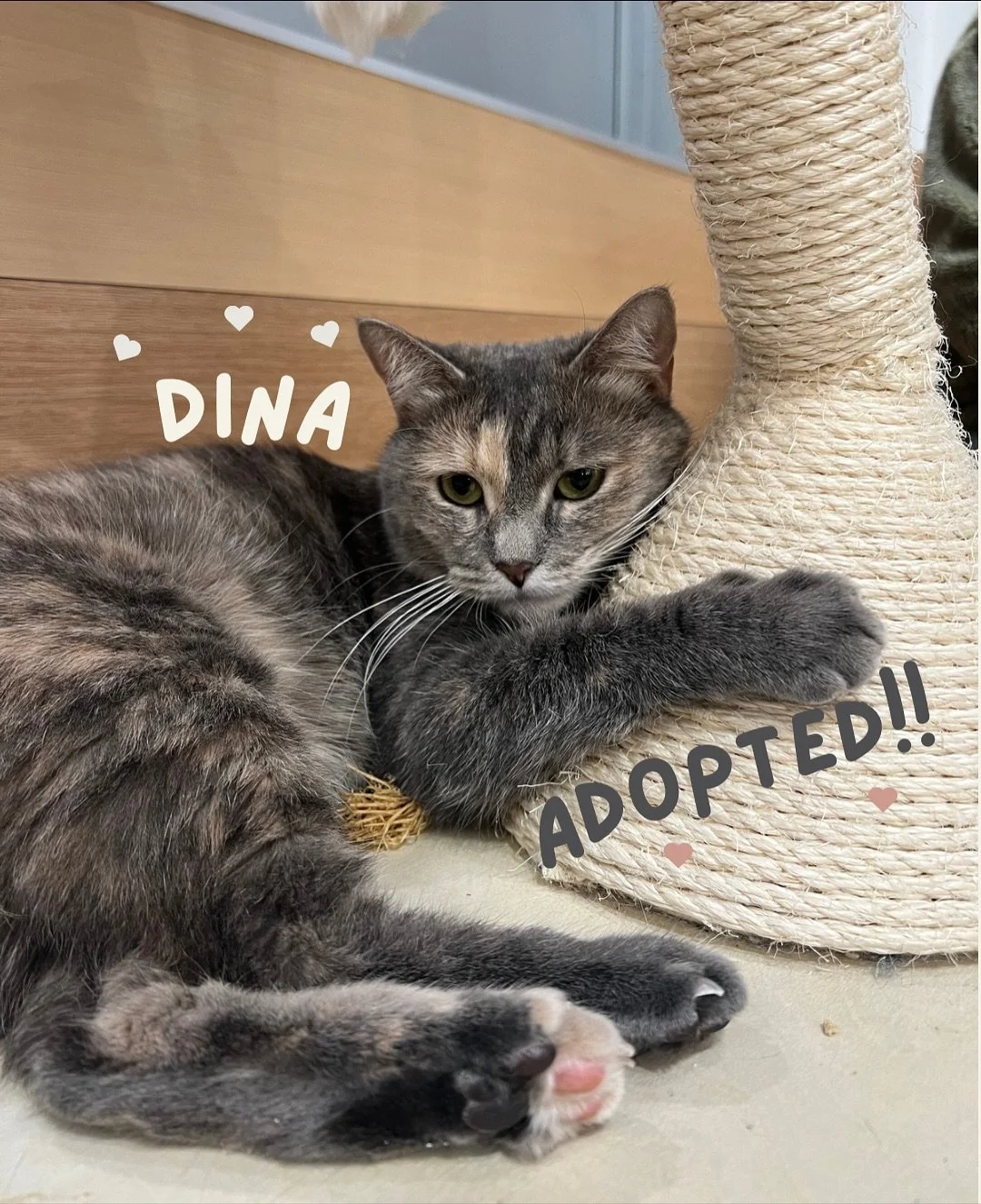 Guest interacting with rescue cats at a cat cafe adoption experience in Queens