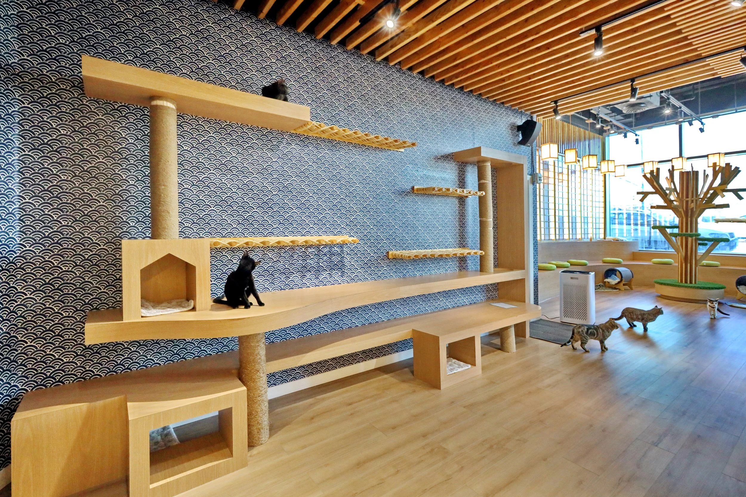 Cat cafe adoption experience in NYC at Kokoro Cat Cafe in Flushing Queens