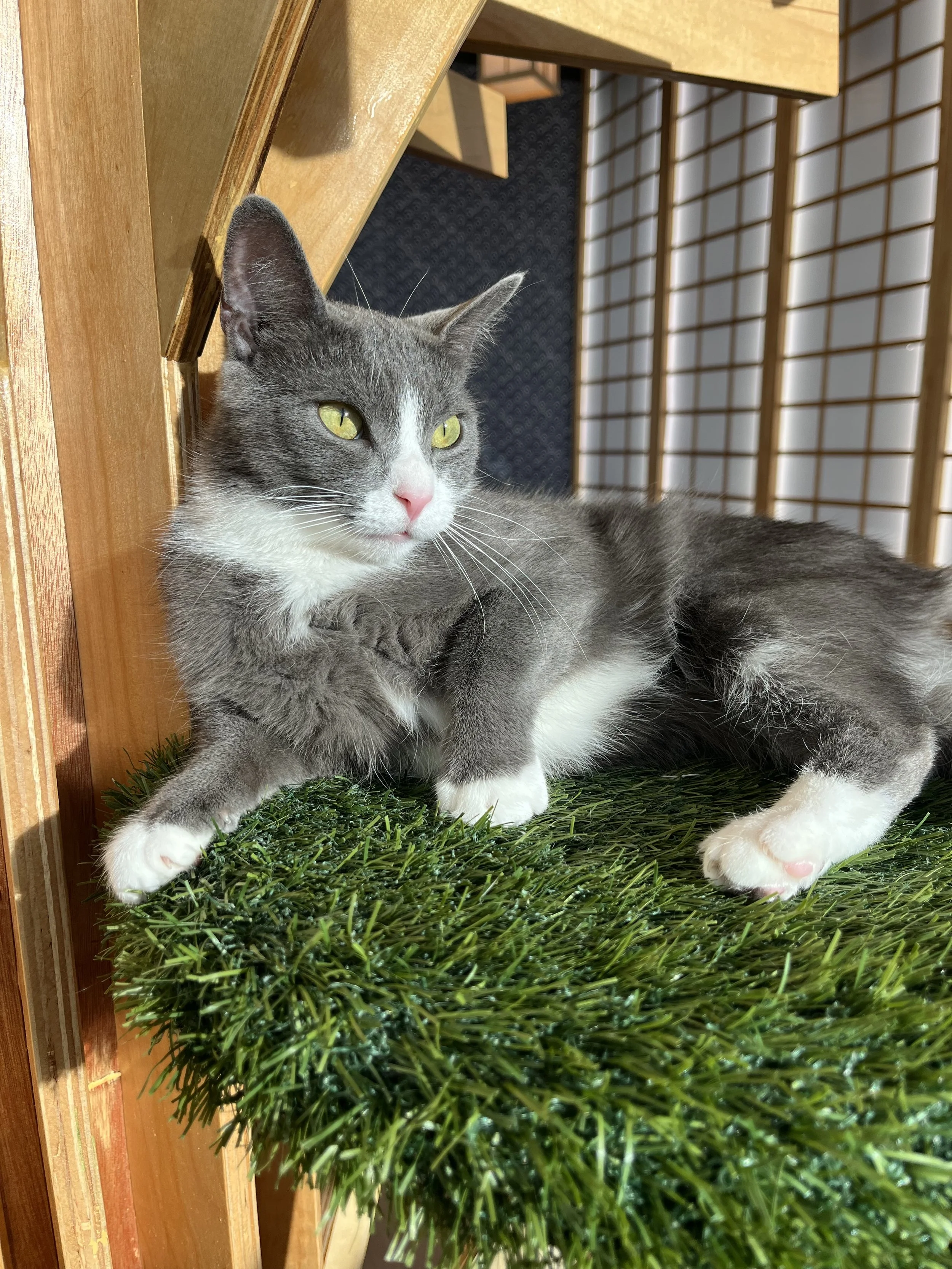adopt a cat at kokoro cat cafe