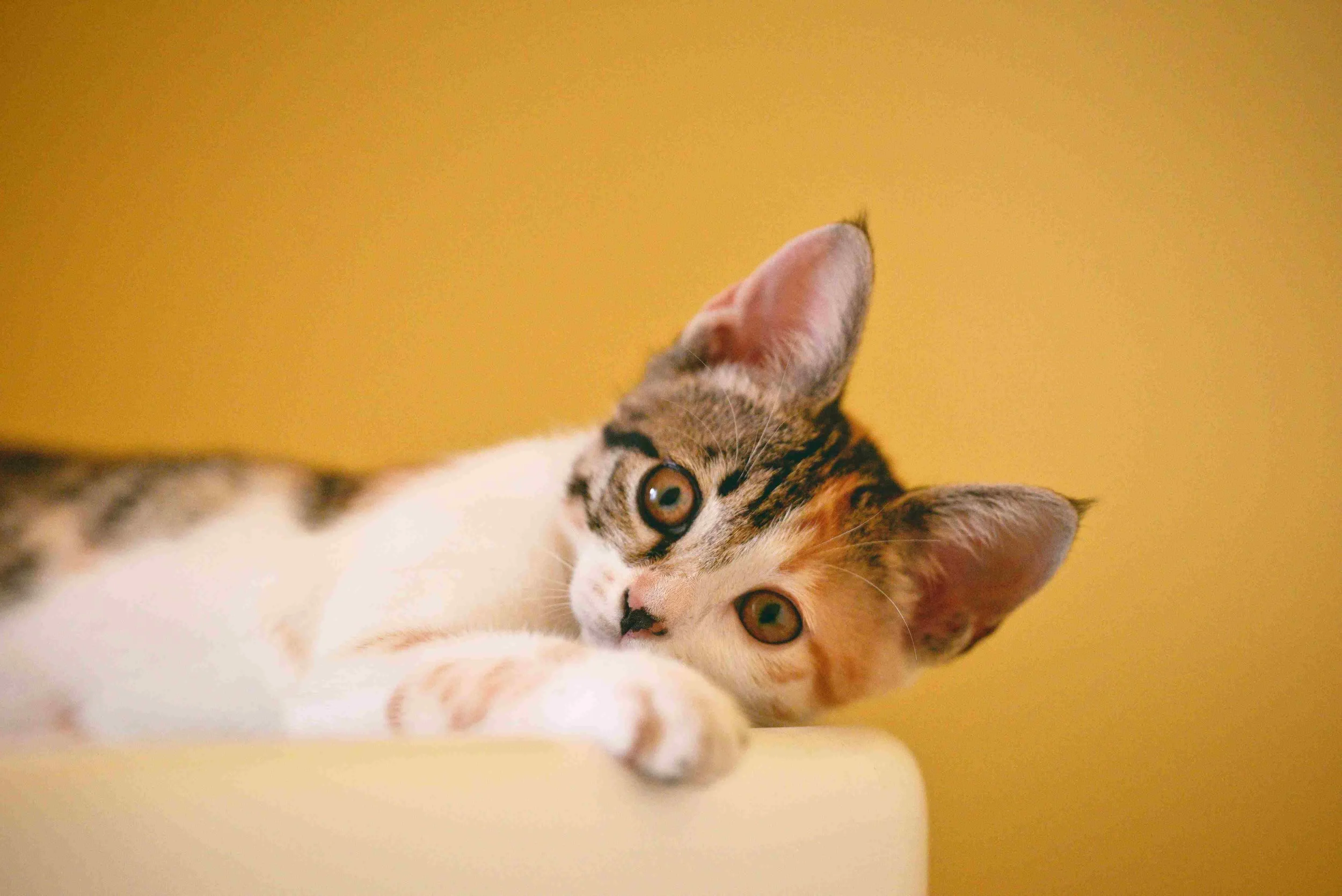 Kokoro Cat Café Flushing, NYC