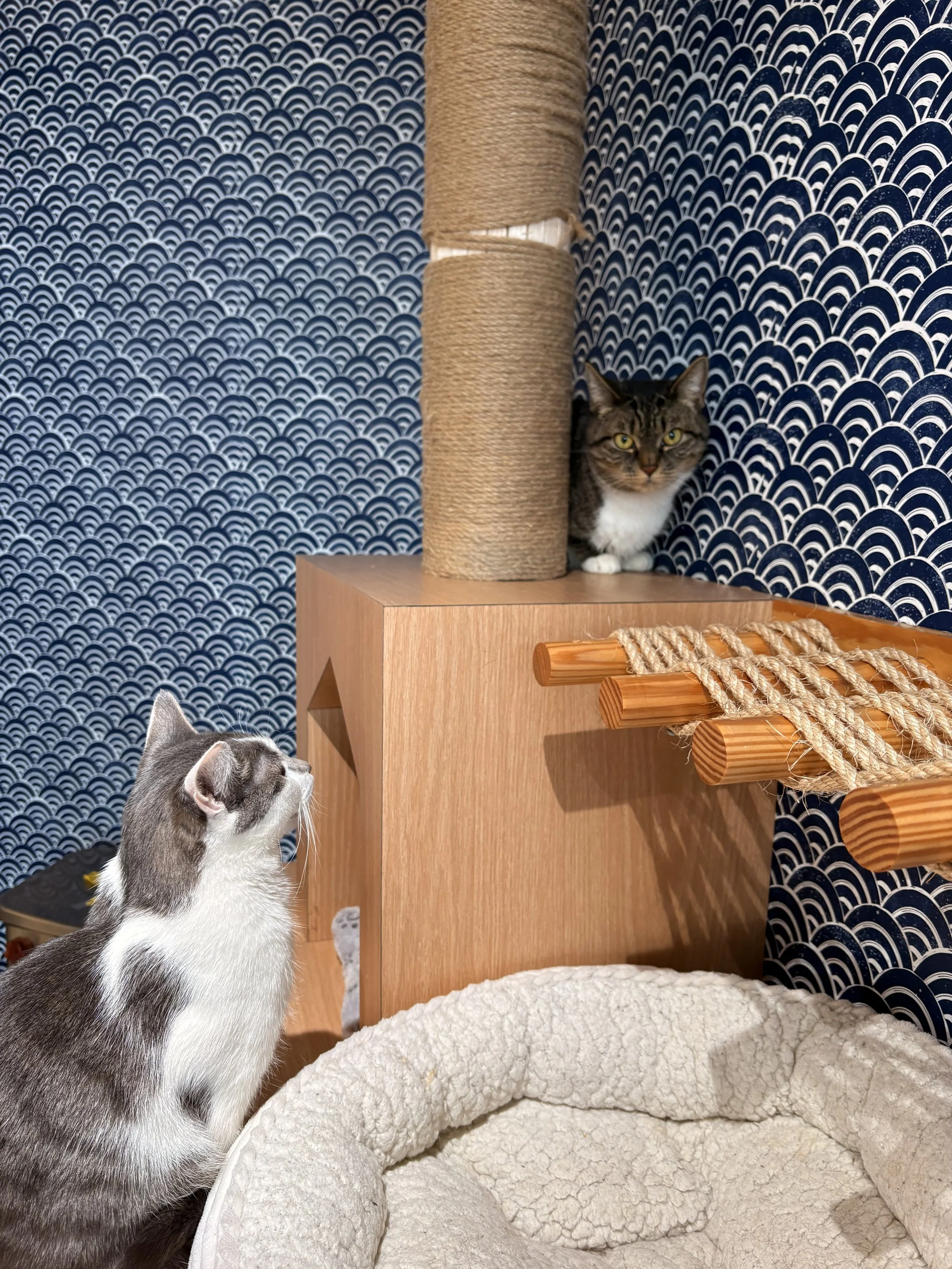 cats at kokoro cat cafe