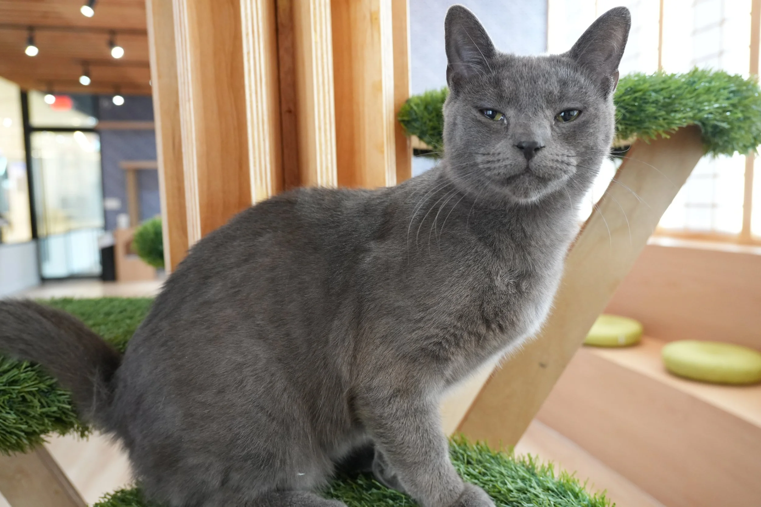 slater at kokoro cat cafe