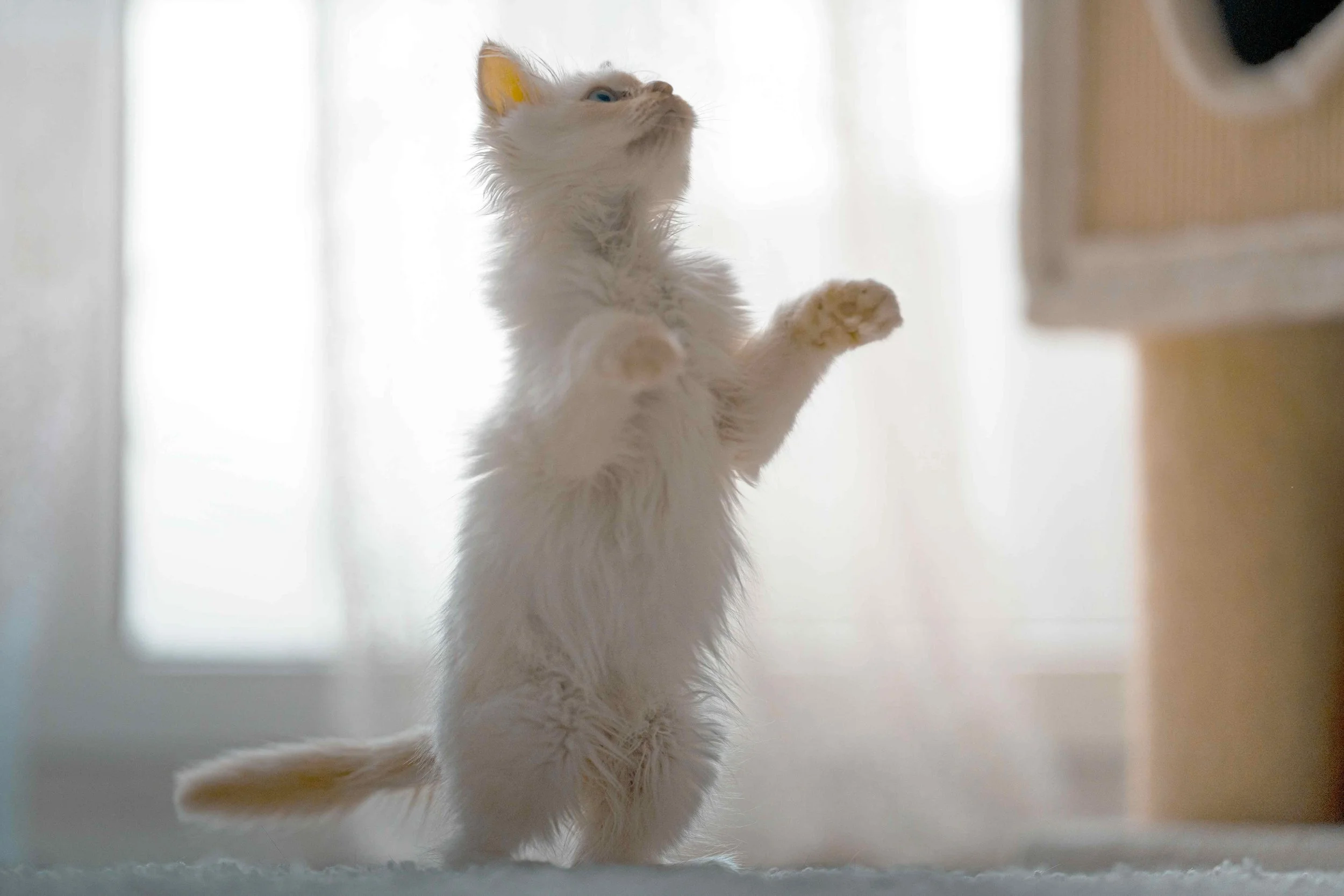 Kokoro Cat Café Flushing, NYC