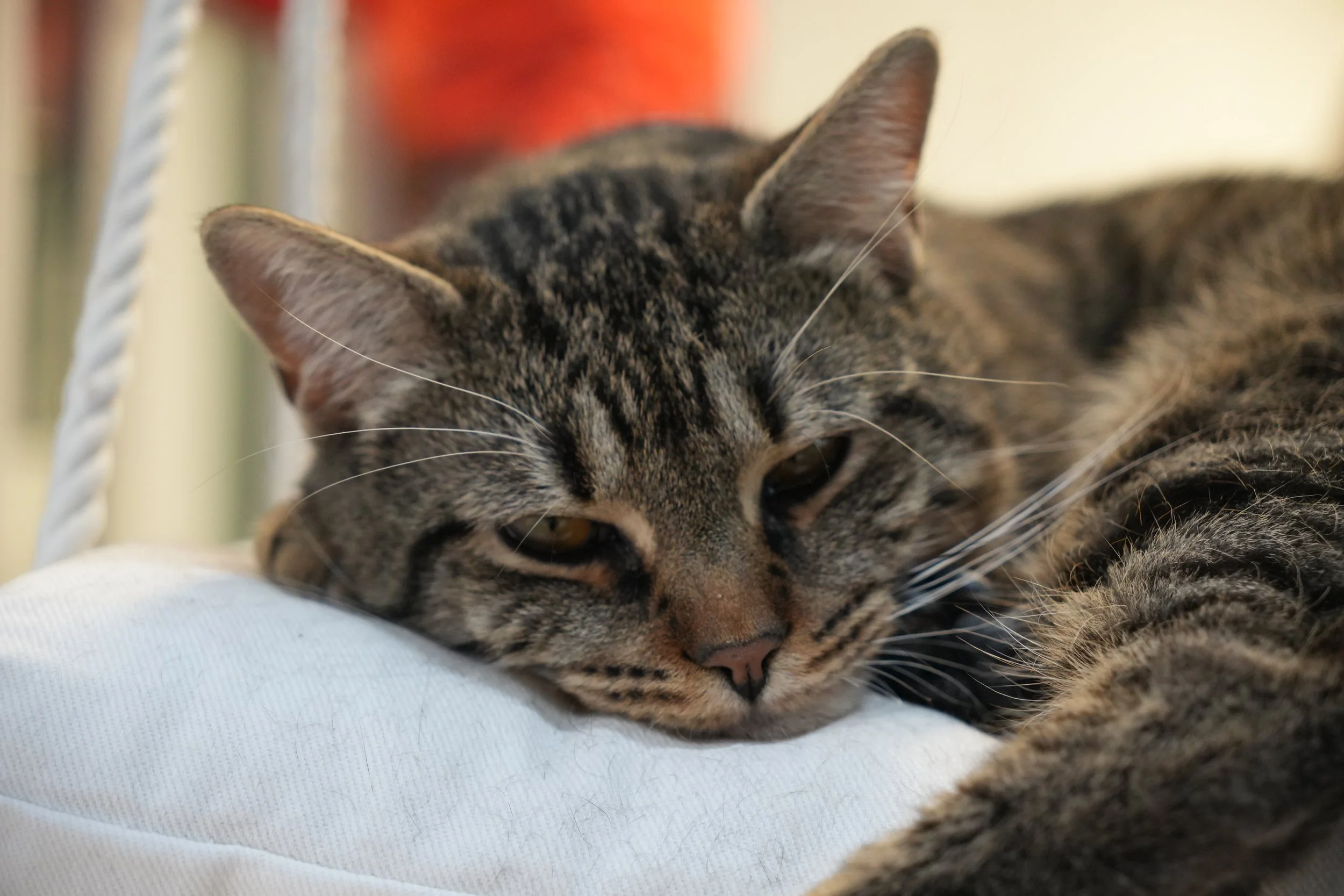 Rescue cats gets adopted at Kokoro Cat Cafe in Queens NYC