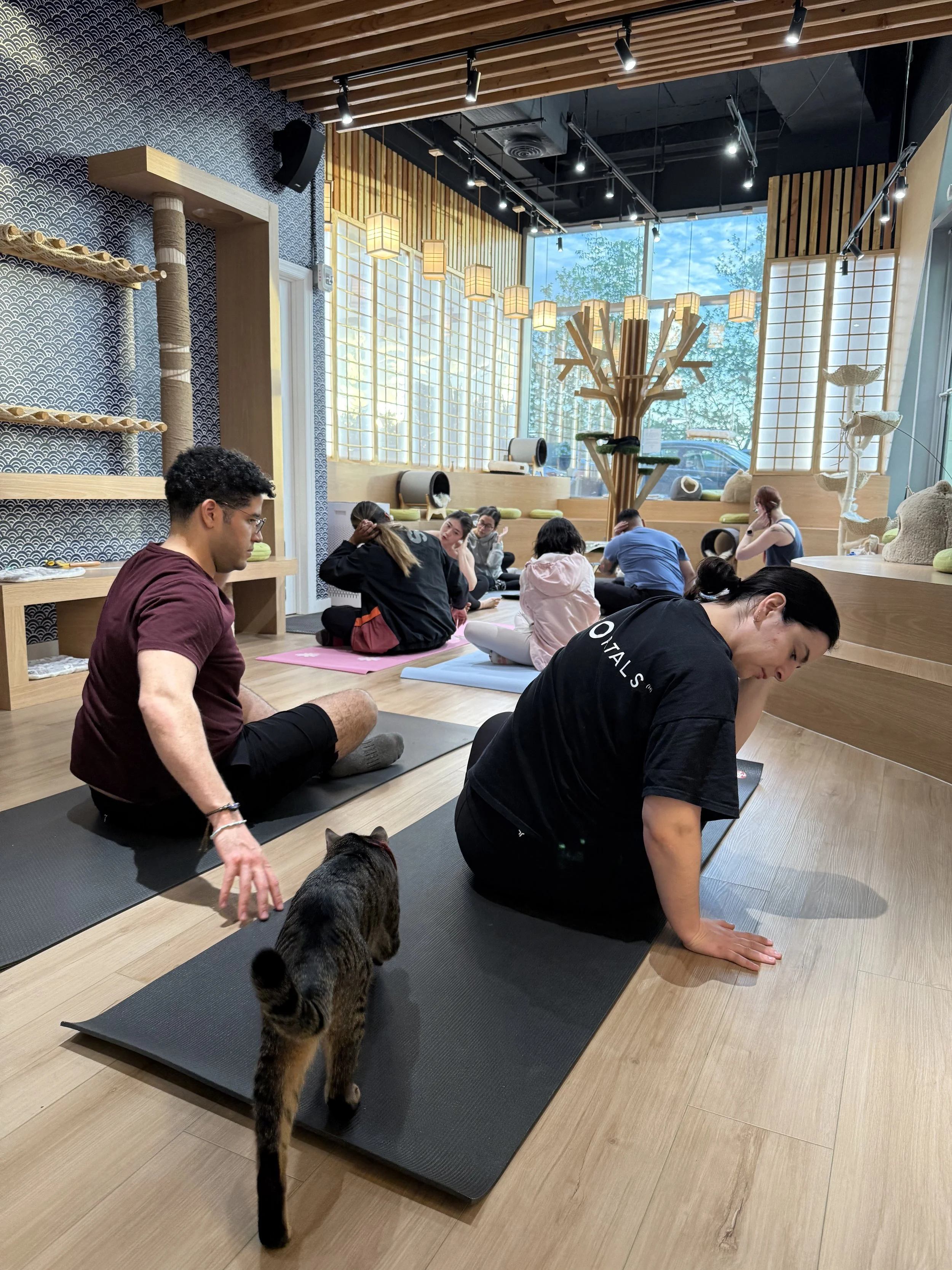 Customers enjoying cat yoga at Kokoro Cat Cafe