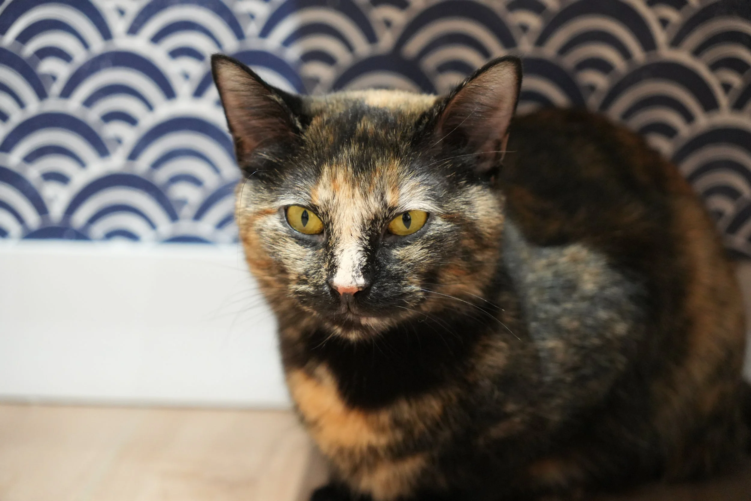 sesame at kokoro cat cafe