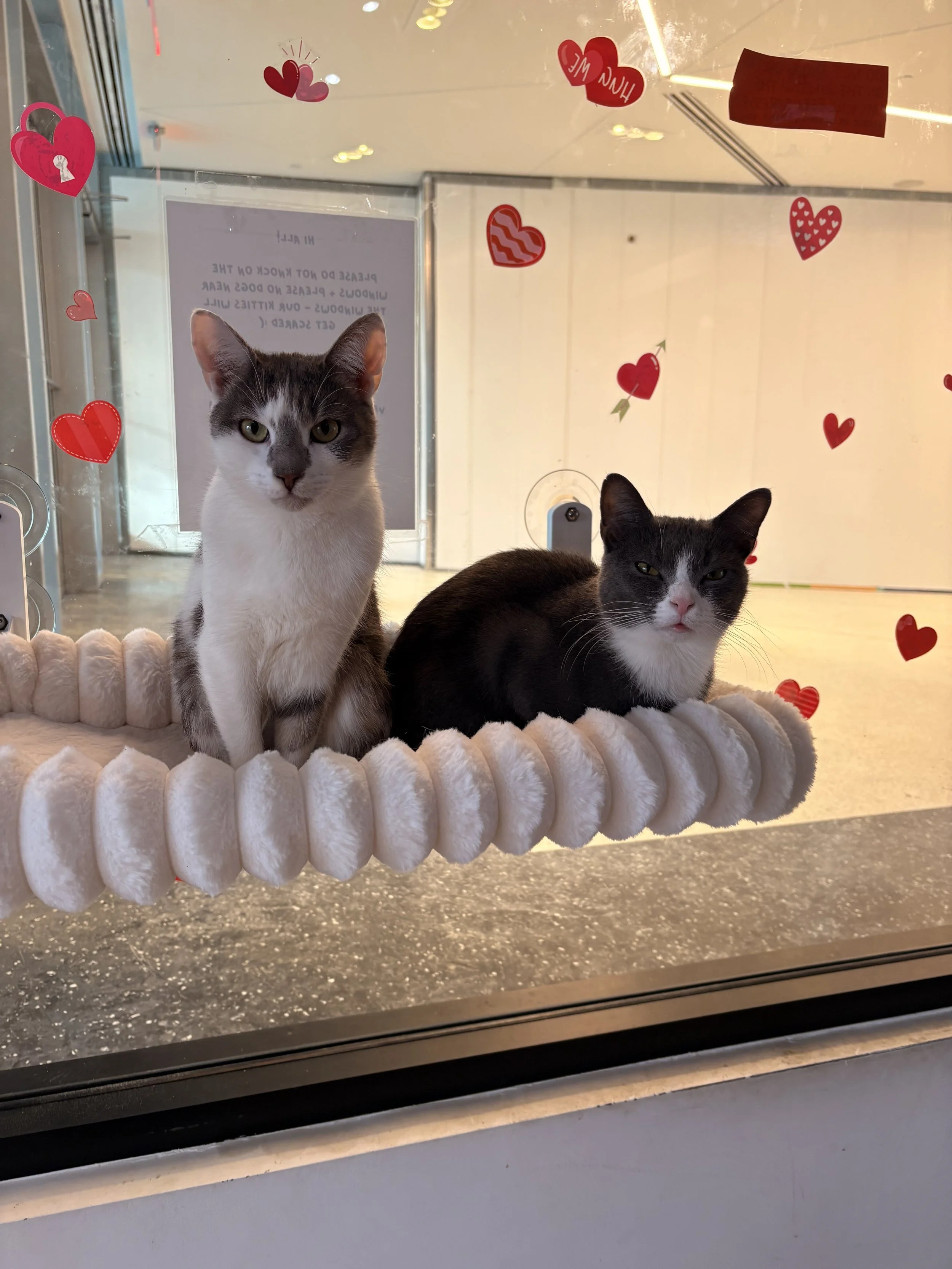 cat cafe cats on valentines day