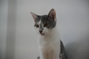 Kokoro Cat Café Flushing, NYC