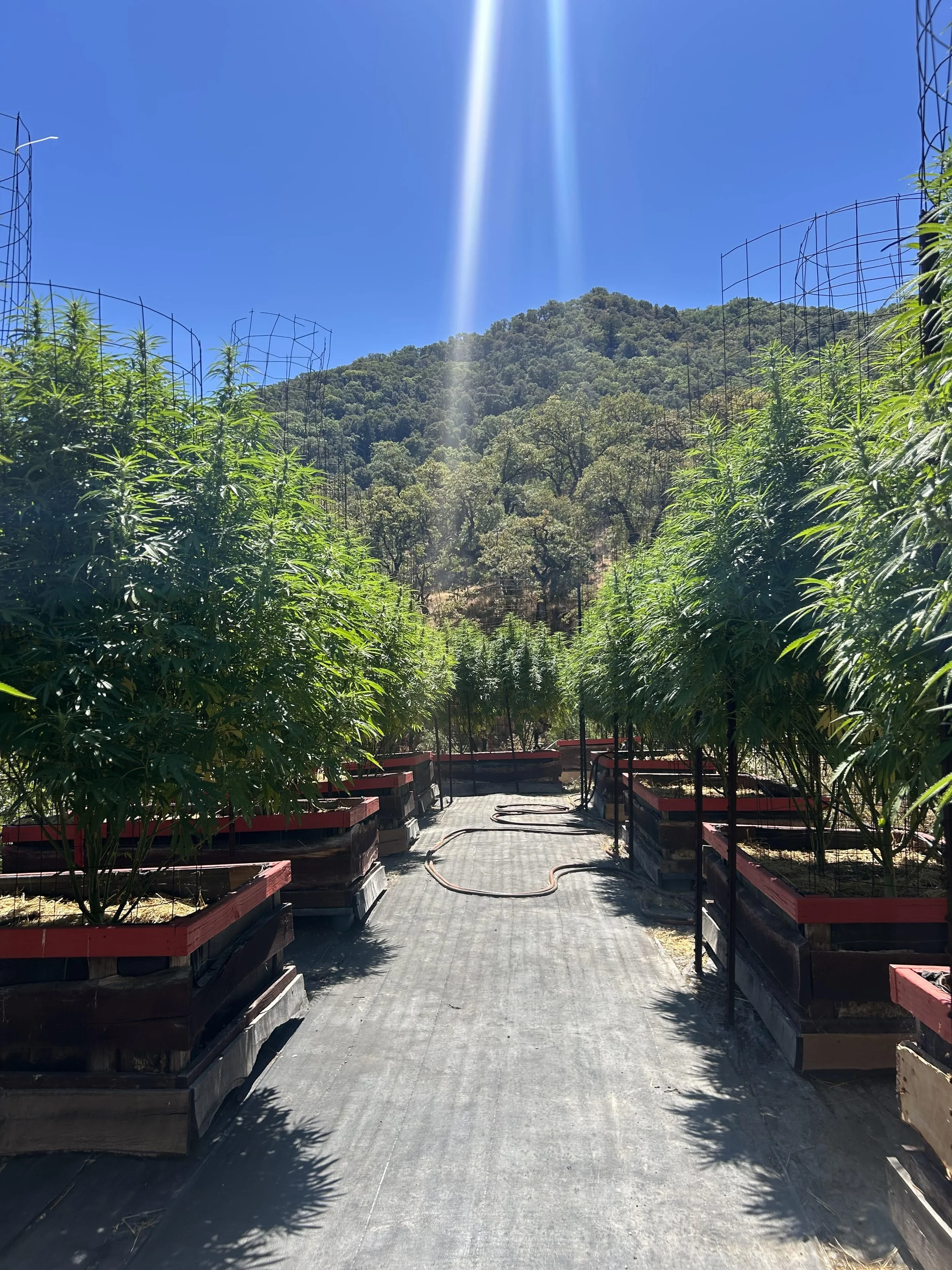 Cannabis plants growing in pots with a mountain and clear blue sky in the background