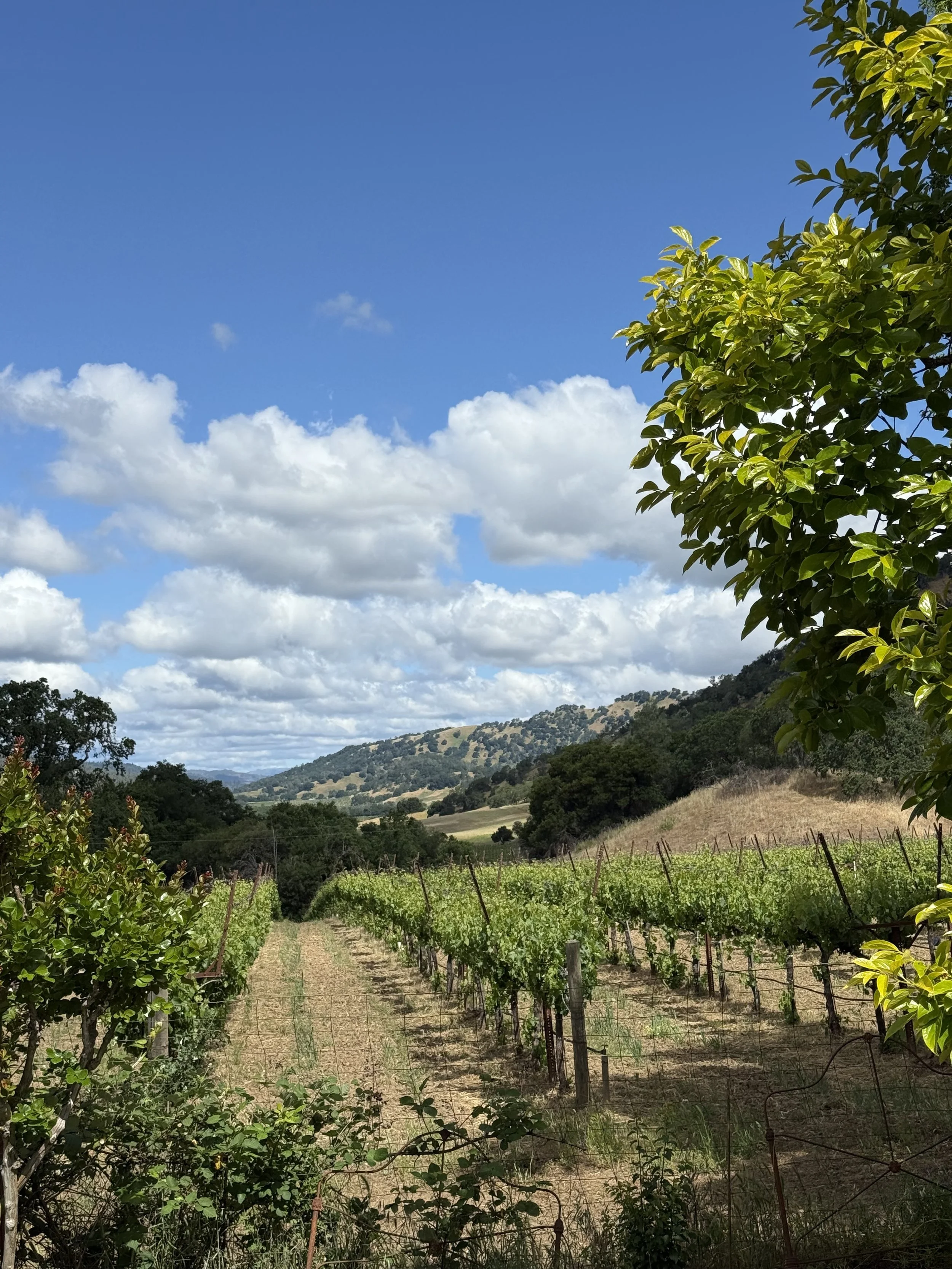 How a Hospitality Background Shaped My Cannabis and Wine Tour Experience in Northern California