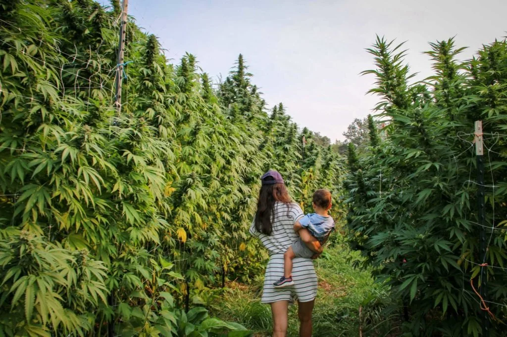 A woman holding a child walks between rows of tall, dense cannabis plants outdoors.