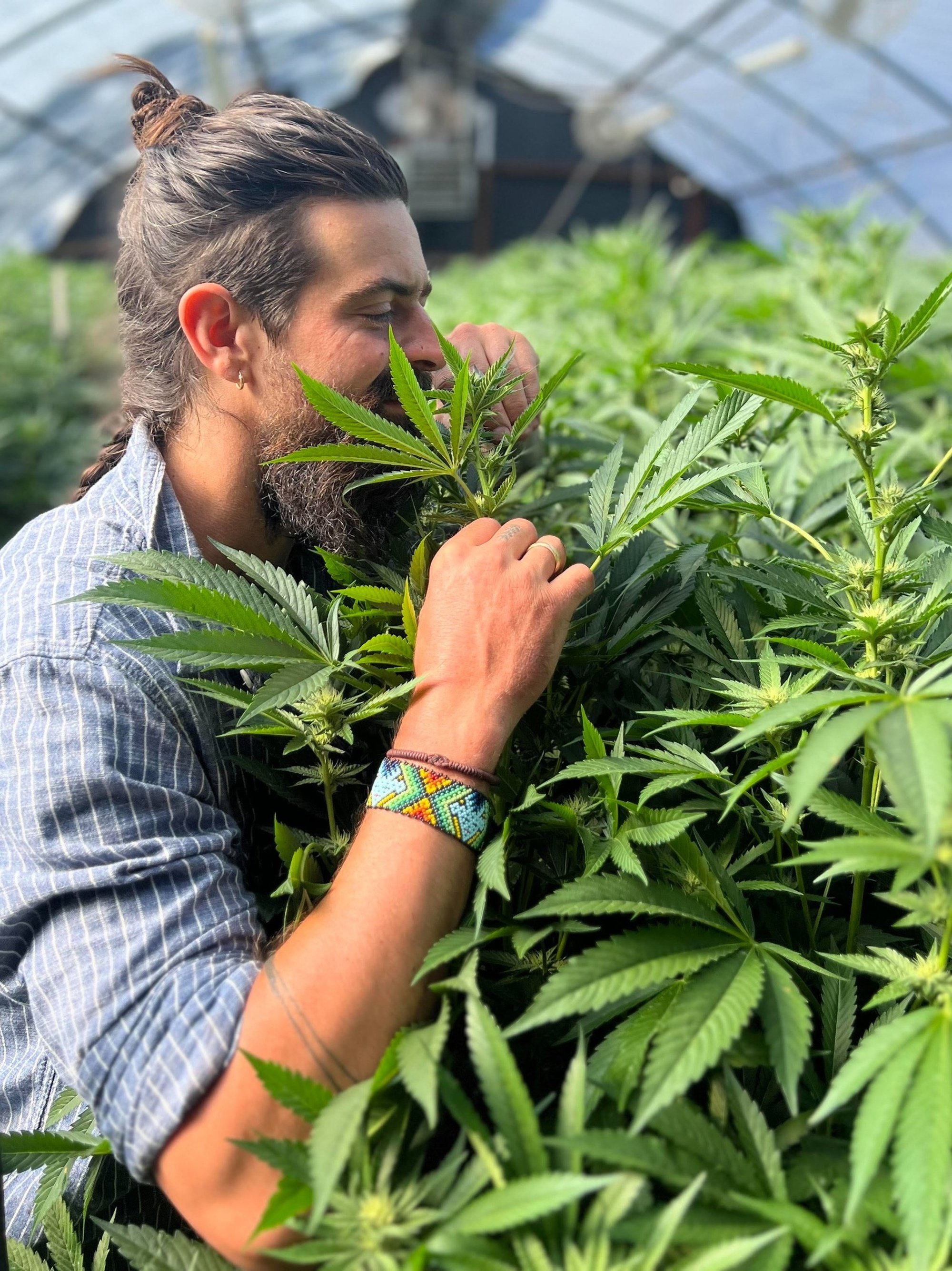 A man with a beard and a bun hairstyle smelling or inspecting a cannabis plant in a greenhouse or grow room.