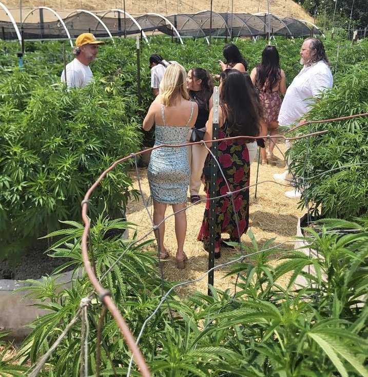 A group of people touring a cannabis mountain side farm with lush plants.