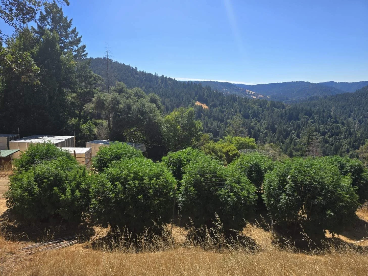 Cannabis Plants in field