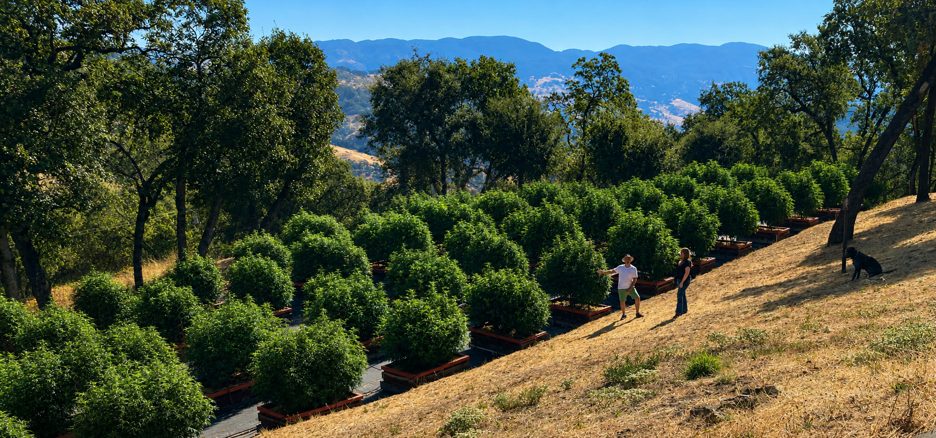 Two people and a dog in a hillside of cannabis plants, some shaded by large trees, against a backdrop of mountains and a clear blue sky.