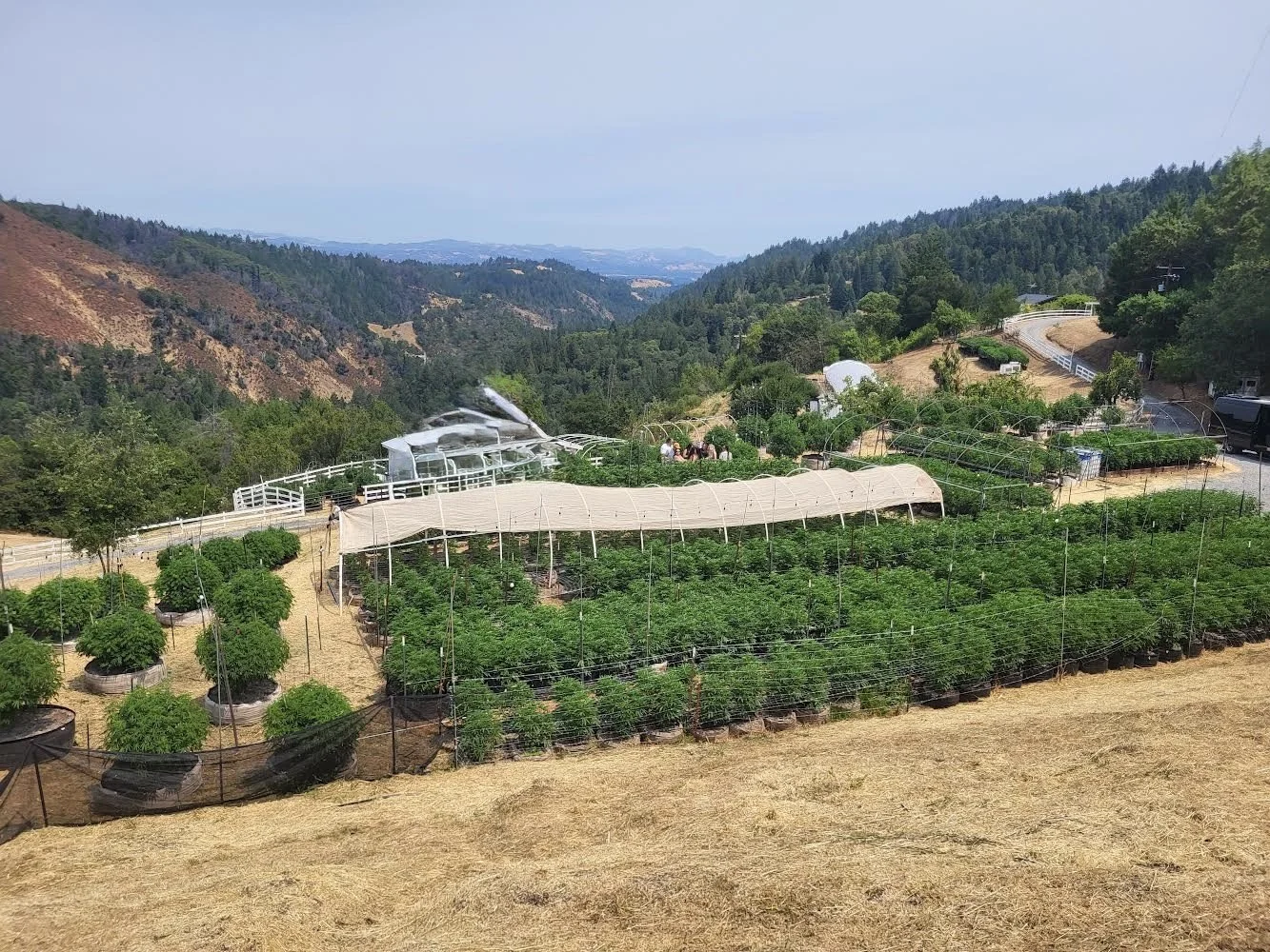 cannabis farm