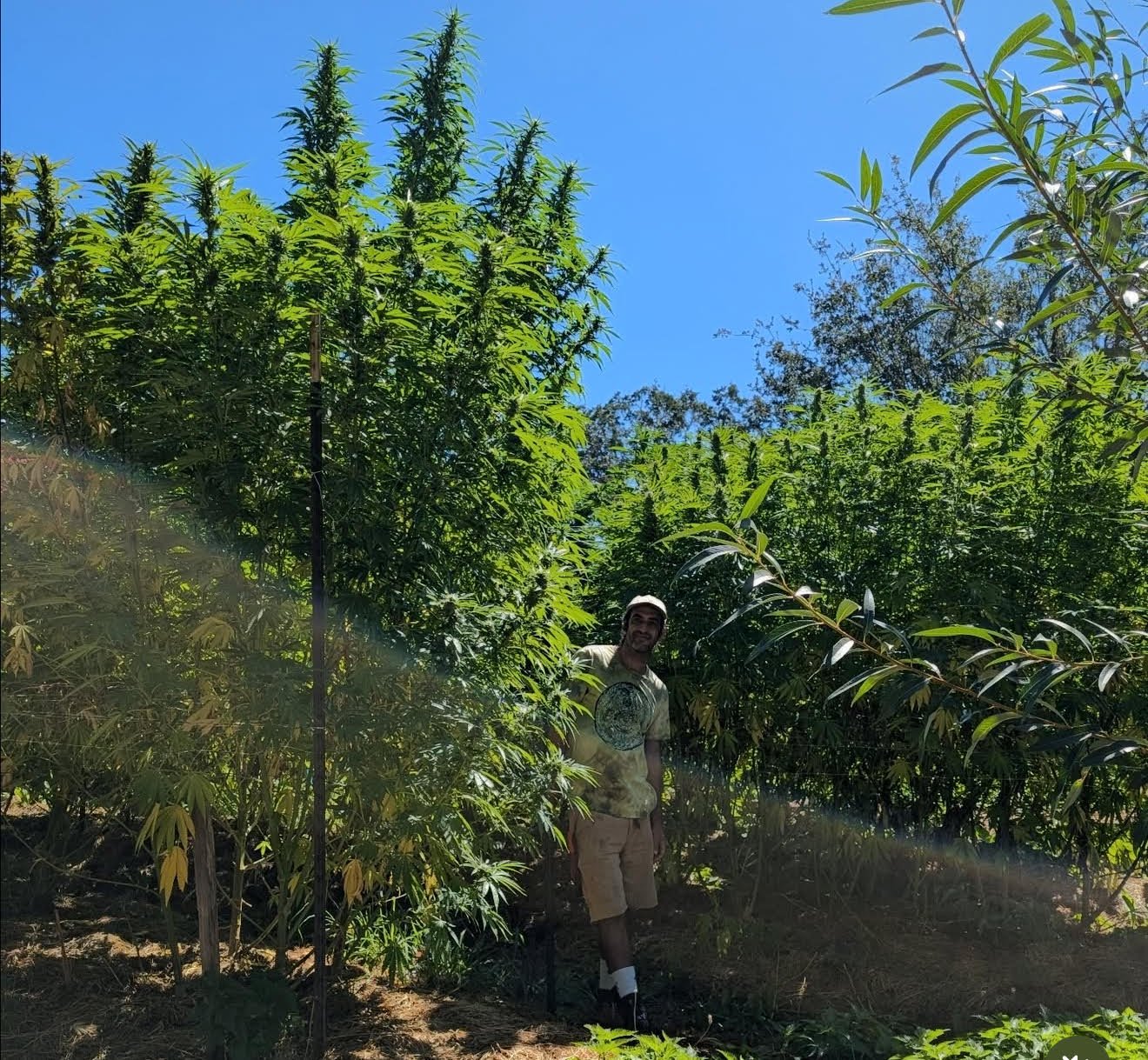 A man standing among tall green cannabis plants outdoors under a blue sky, smiling at the camera.