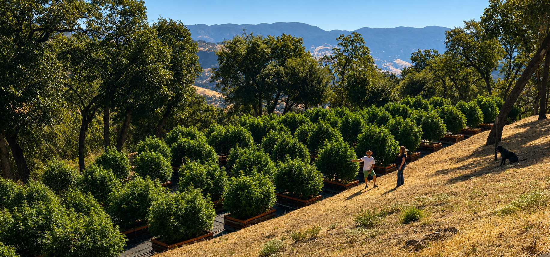 Two people and a dog standing among cannabis plants on a hillside with trees and mountains in the background.