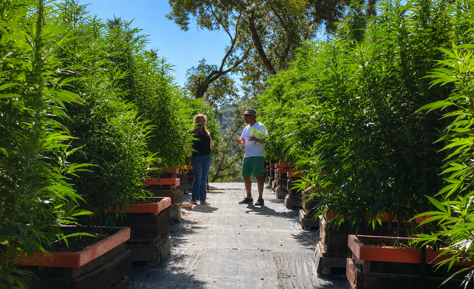 Two people are standing and talking in the middle of a pathway surrounded by lush green plants in pots, with trees and a bright blue sky in the background.