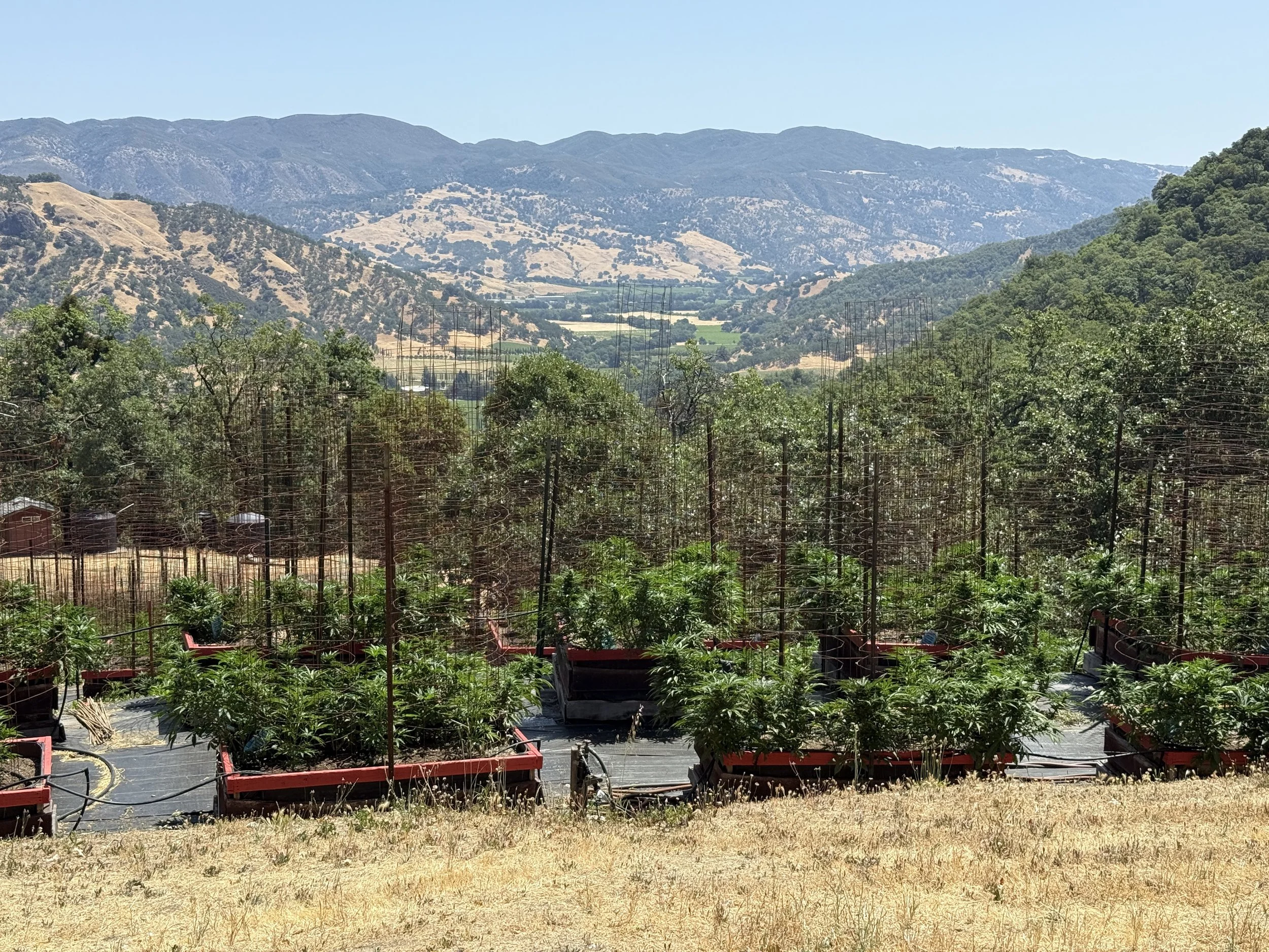 A hillside cannabis farm with potted plants and trellising in the foreground, with mountains and a valley in the background.