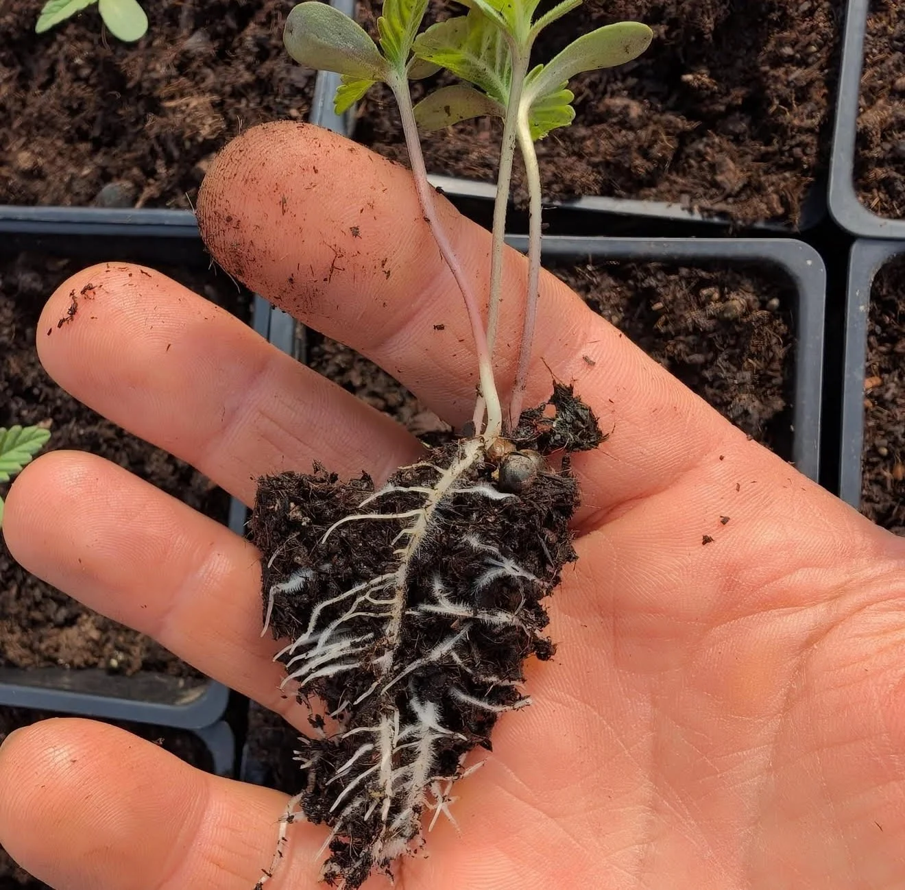 Close-up of a person's hand holding a small potted plant with roots and soil visible, prepared for planting.