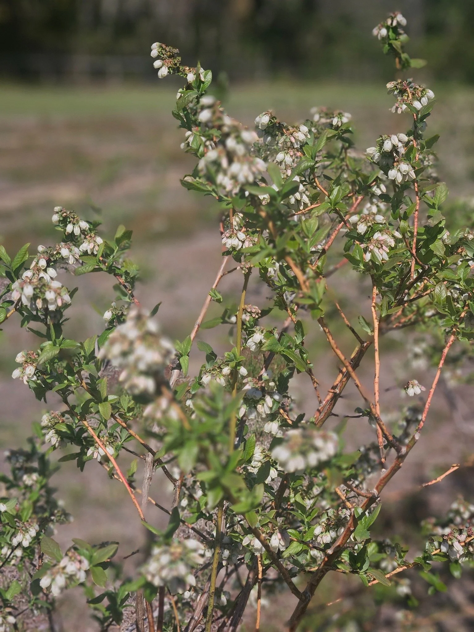 Close-up of a flowering plant with small white blossoms and green leaves, on a sunny day, with a blurred natural background.