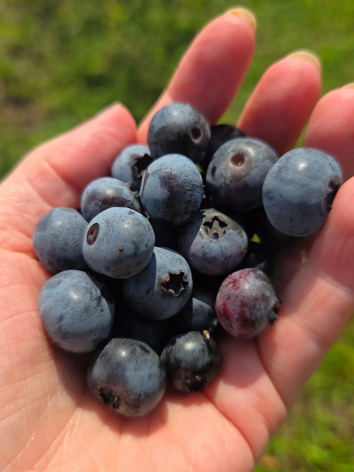 A person's hand holding a bunch of ripe blueberries outdoors with a green background.