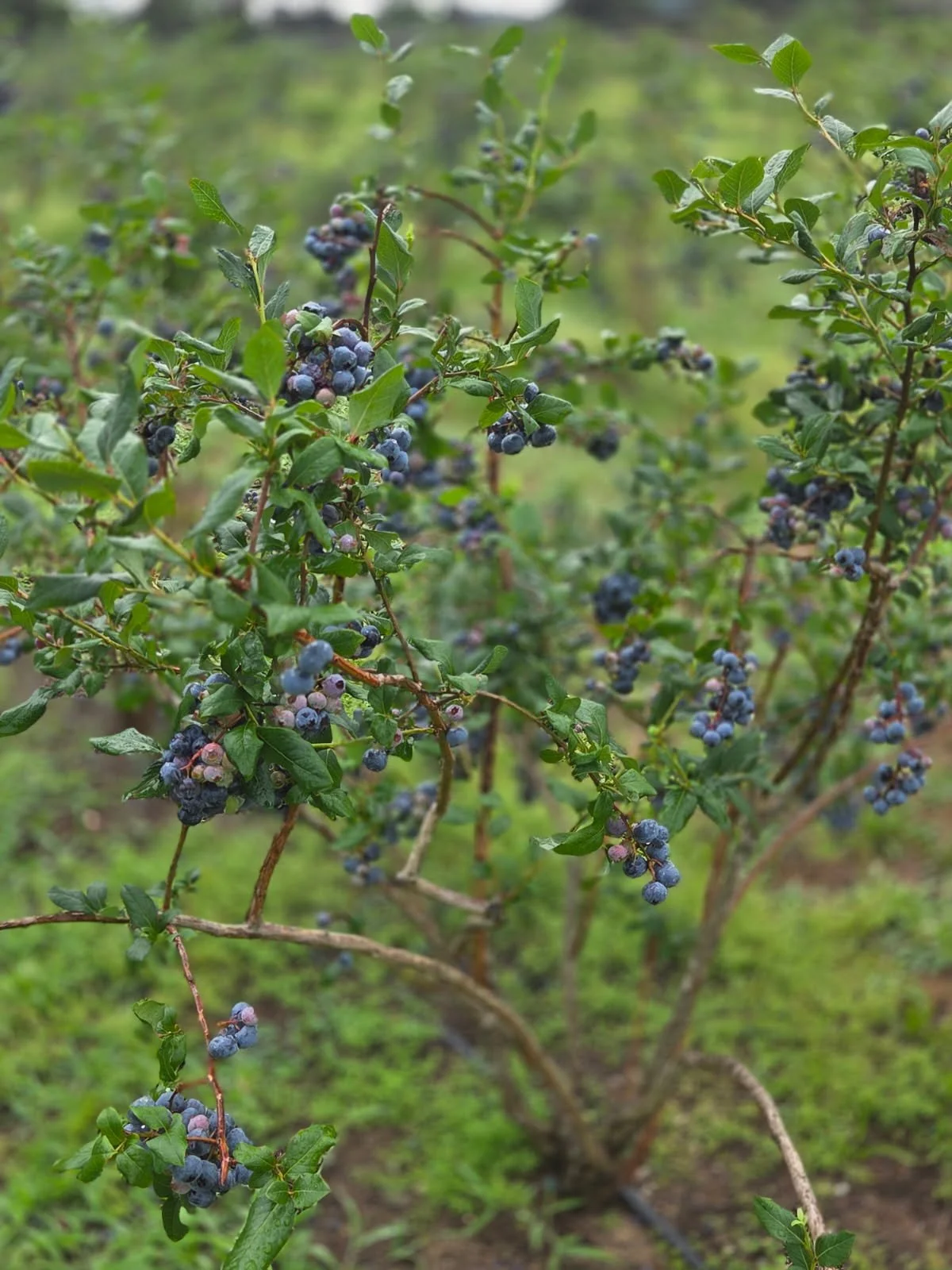 A blueberry bush with clusters of ripening blueberries and green leaves in a lush, green landscape.