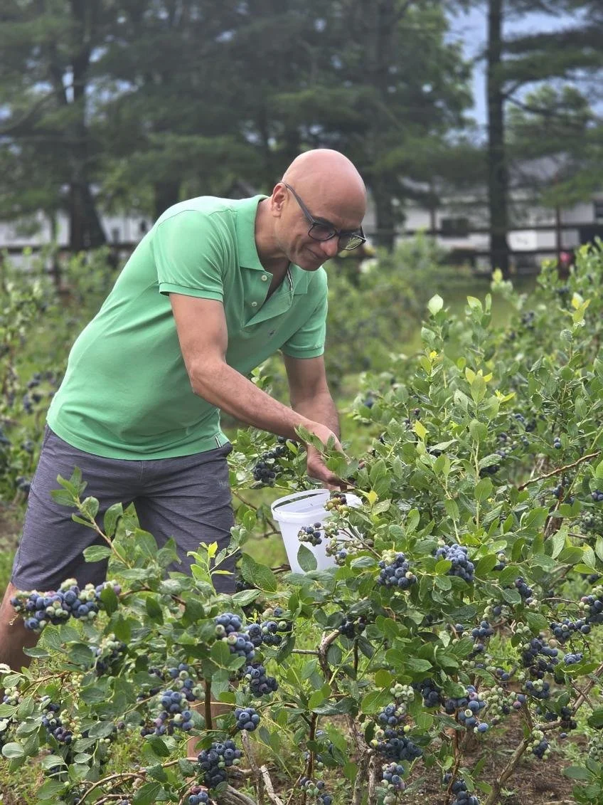 A man picking blueberries in a field during daytime.