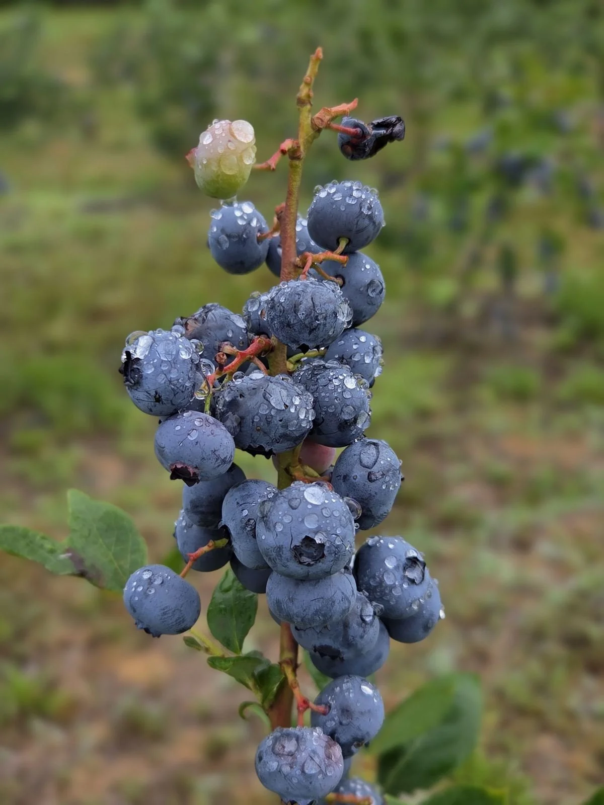 Close-up of a bunch of ripe blueberries with water droplets on them, growing on a branch with green leaves in the background.