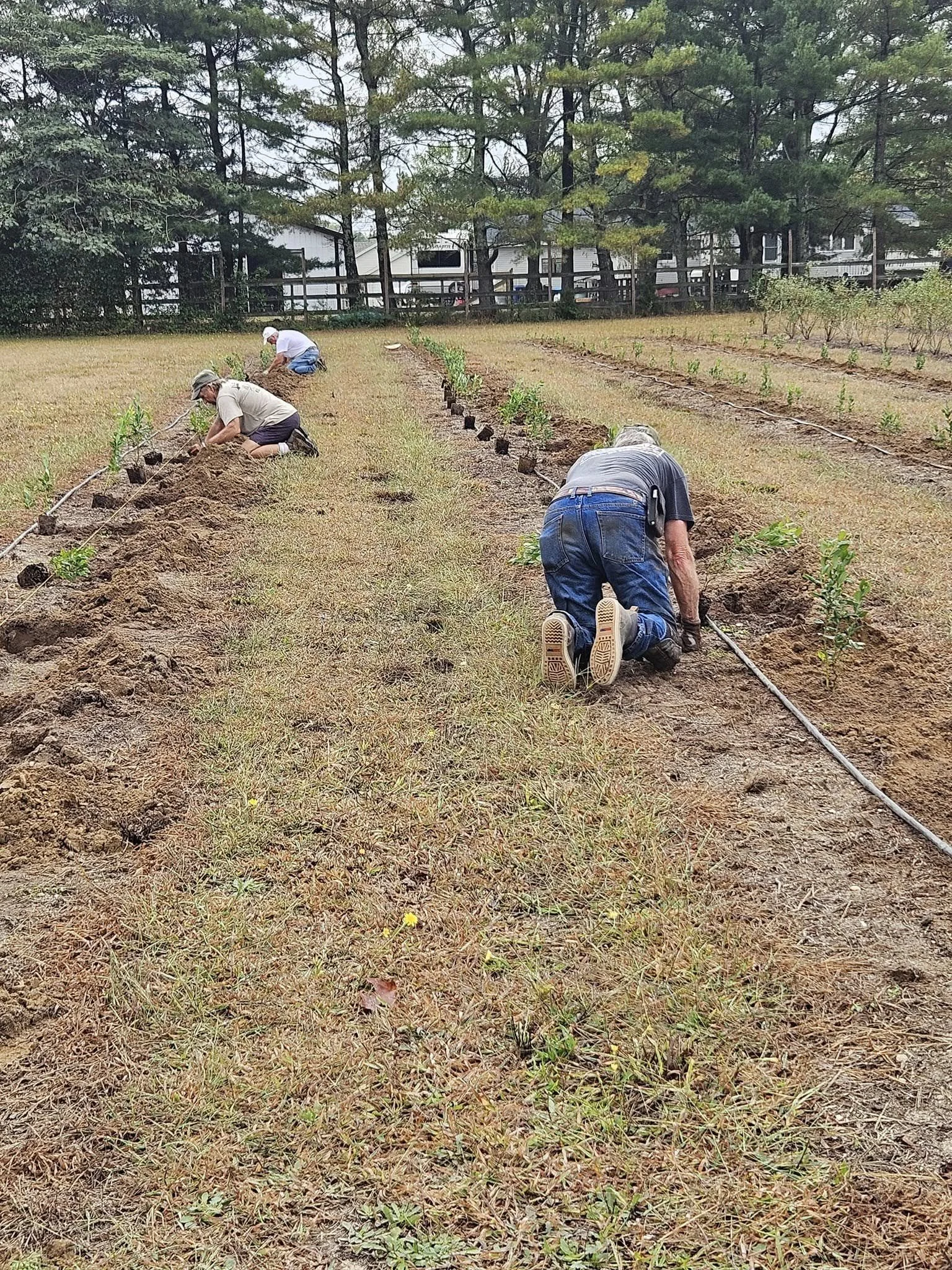 Three people planting young plants in a garden bed with a drip irrigation system, surrounded by grass and trees in the background.