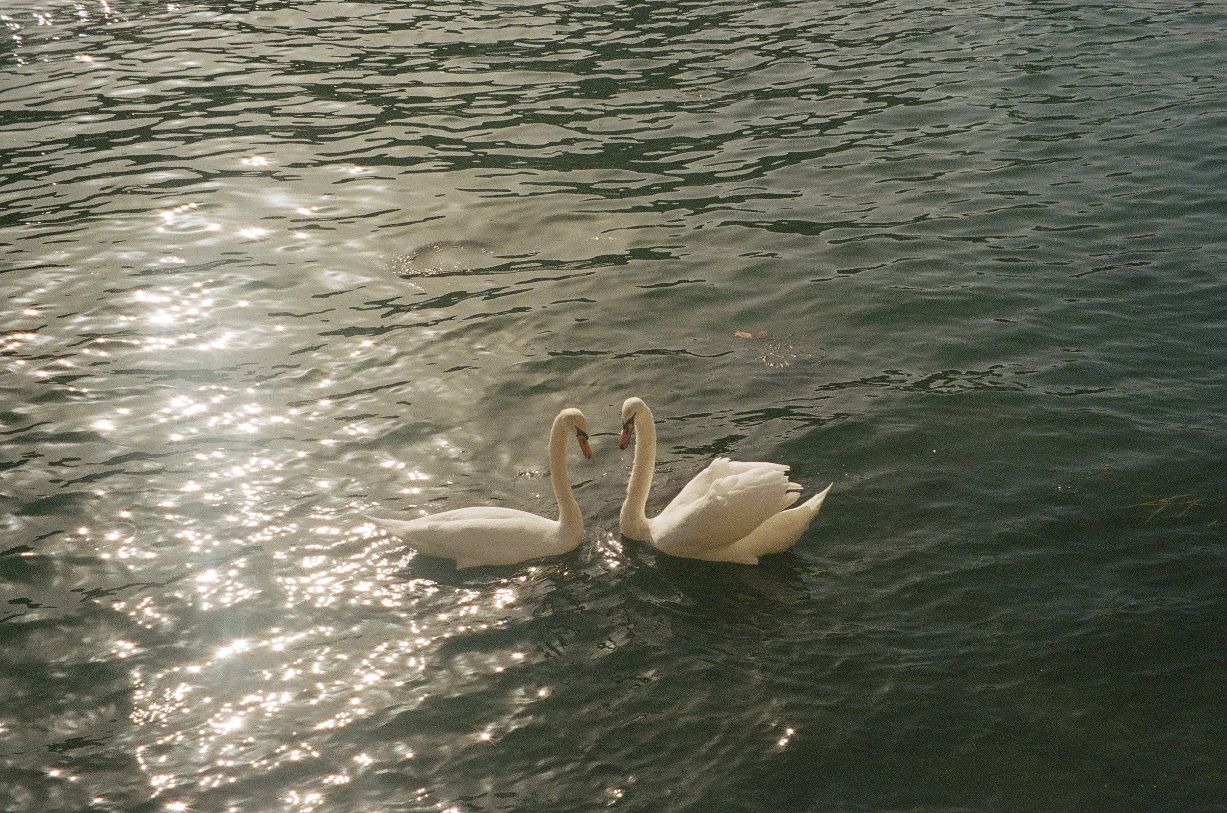 Two swans swimming in a body of water with sunlight reflecting off the surface.