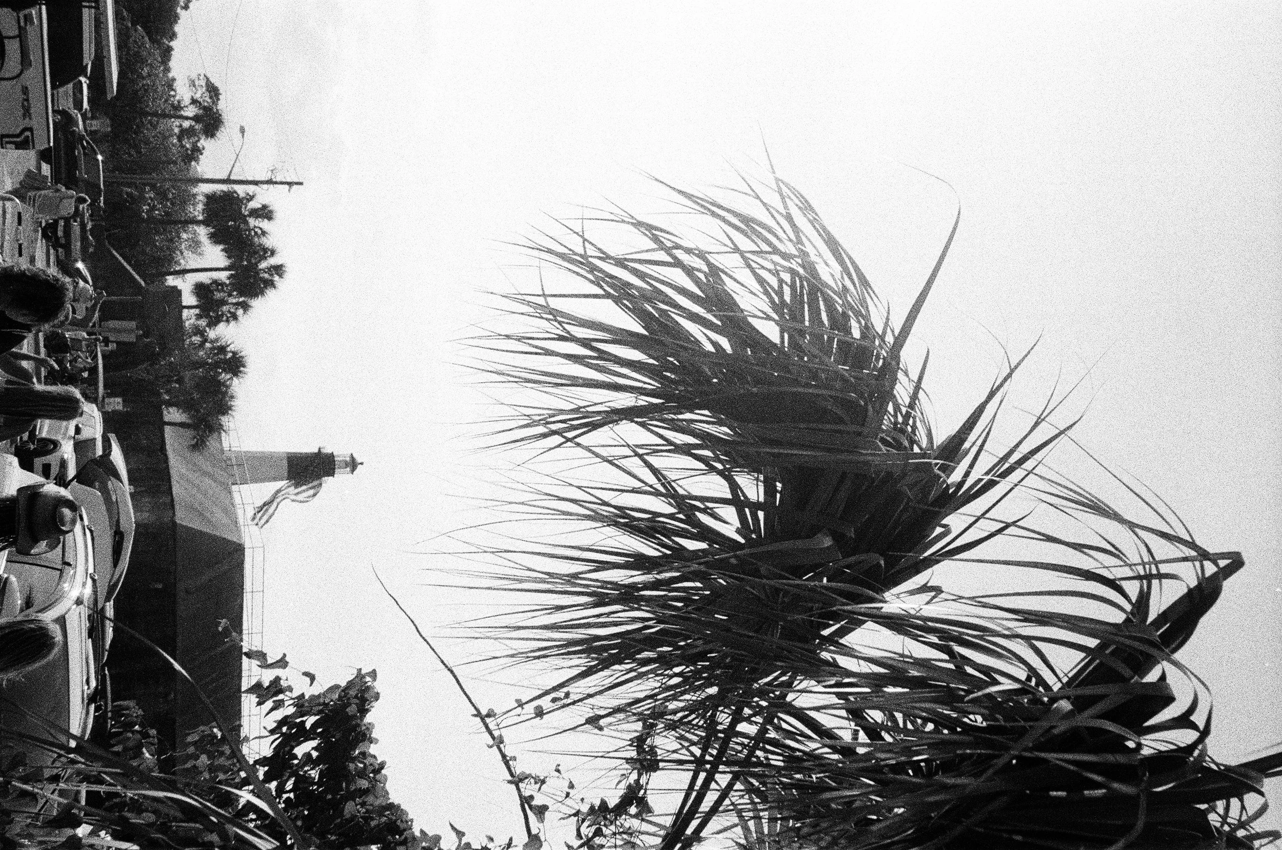 Black and white photo of a parking lot with numerous cars, a large tree and a building with a clock tower in the background, alongside tall grass or plants in the foreground.