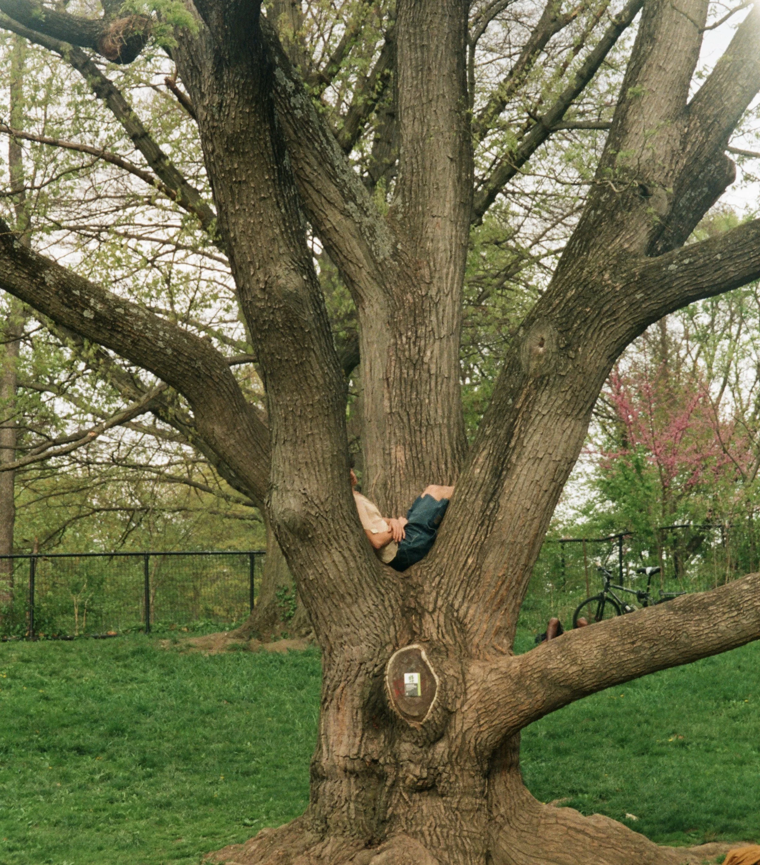 Person climbing a large tree with multiple branches in a park or backyard, surrounded by green grass and other trees, with a bicycle visible in the background.