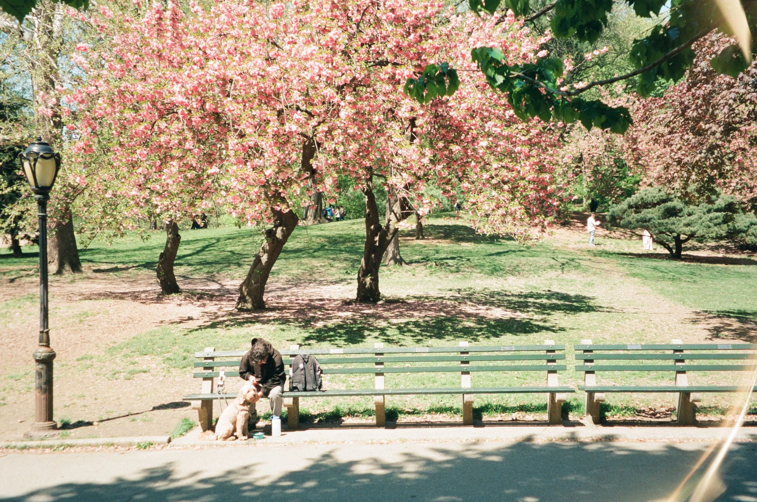 A park scene with pink blossoming trees, a lamppost on the left, and people sitting on benches and walking. A person is petting a dog at the bench in the foreground. The park has green grass and a clear sky.