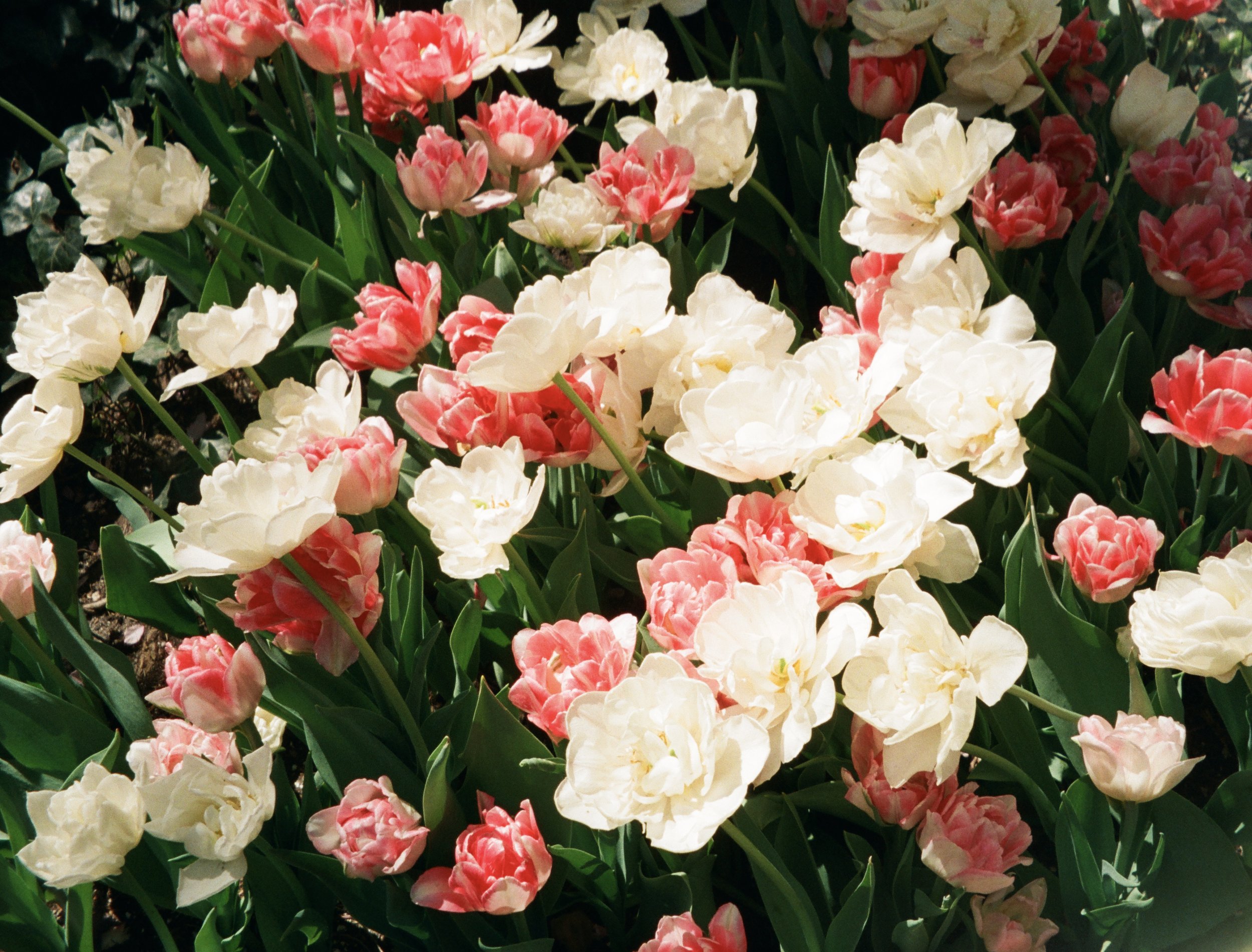 Pink and white tulips blooming in a garden with green leaves and stems, illuminated by sunlight.