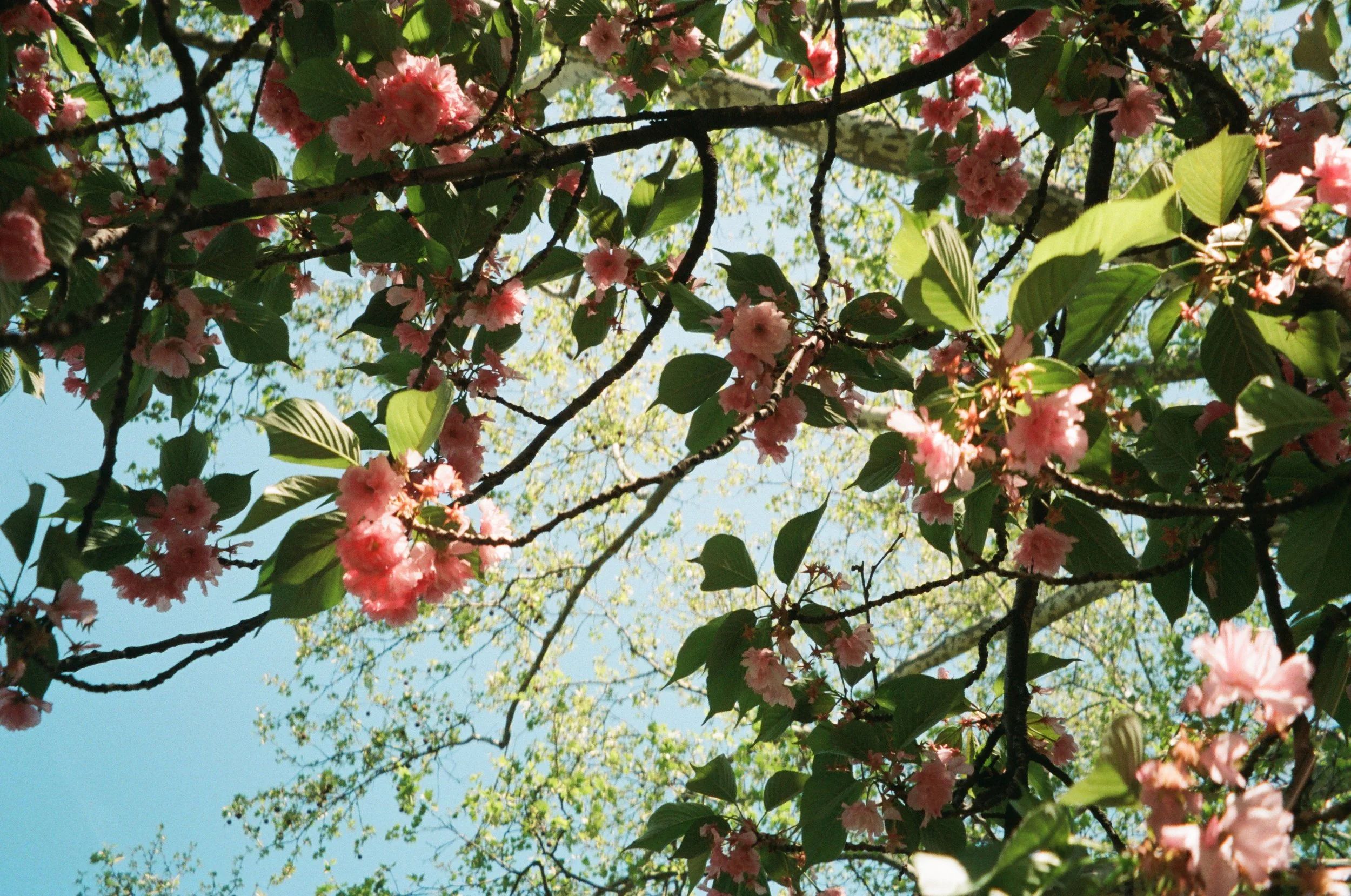 Pink flowers on tree branches with green leaves against a blue sky.