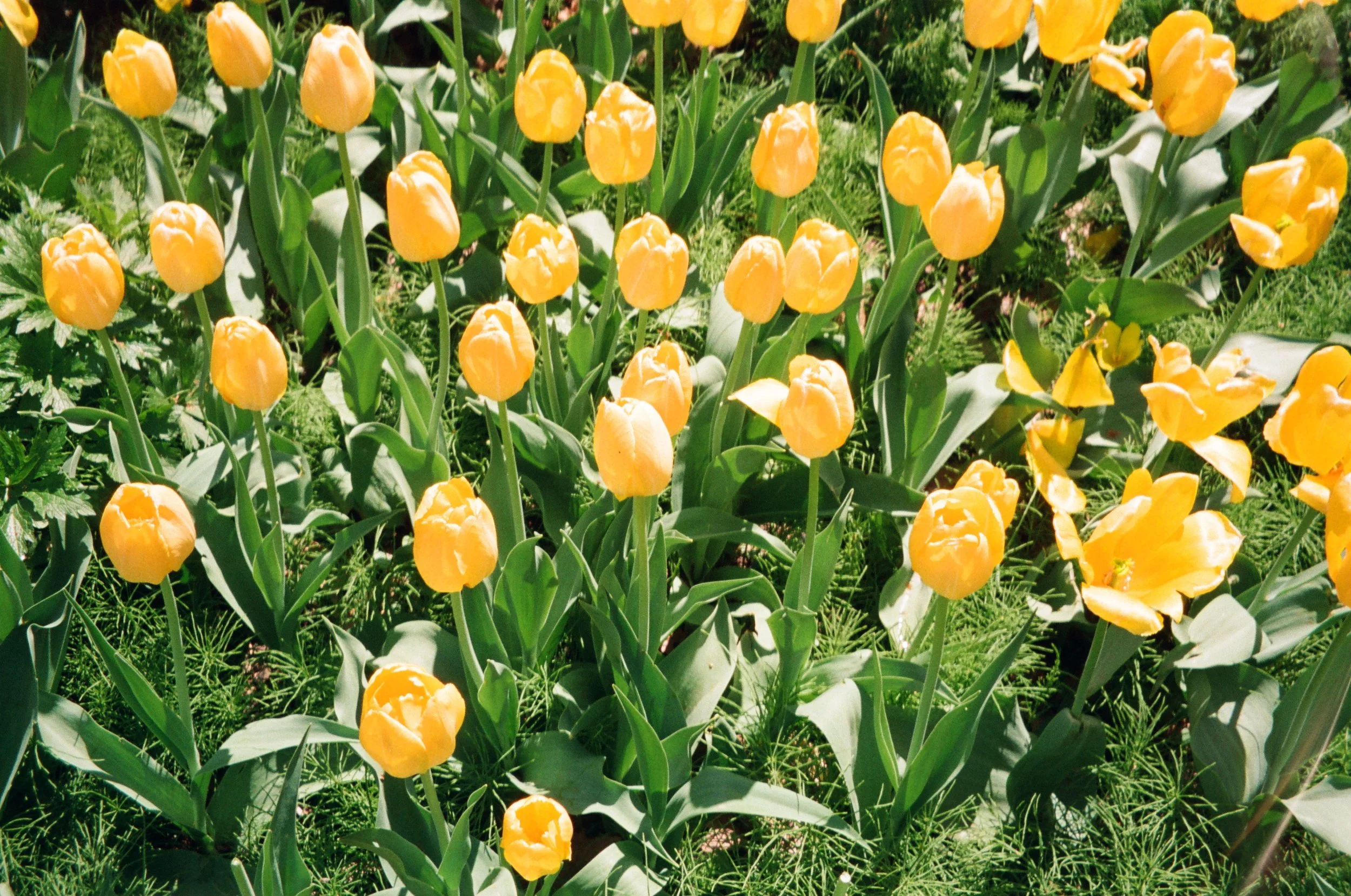 Yellow tulips blooming in a garden with green leaves and grass.