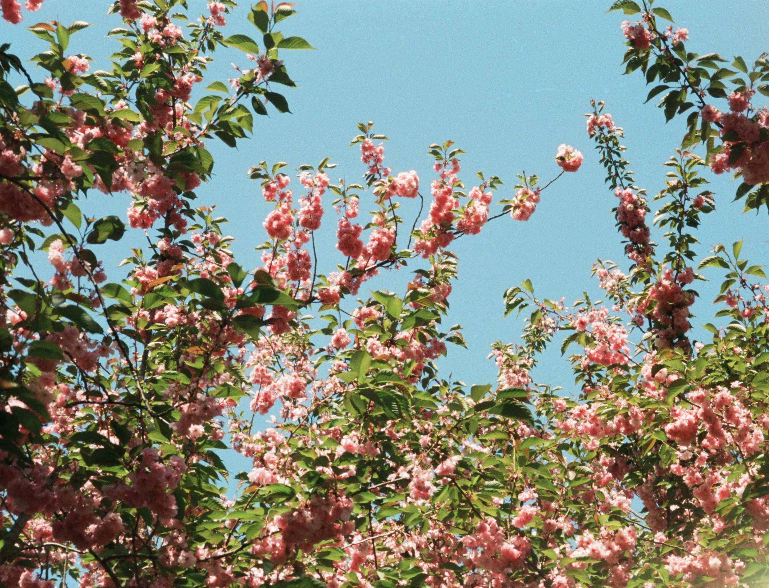 Pink flowering tree branches with green leaves against a bright blue sky.